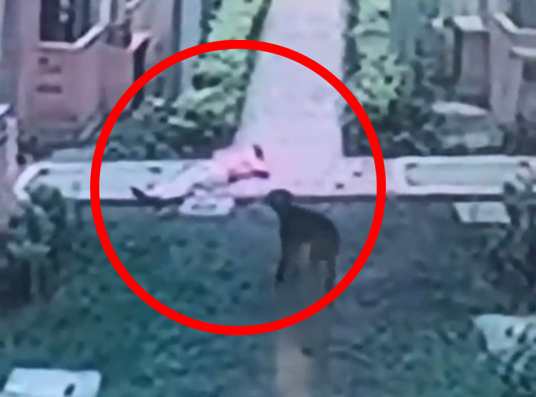 Una mujer de la tercera edad fue embestida por un perro y está gravemente herida
