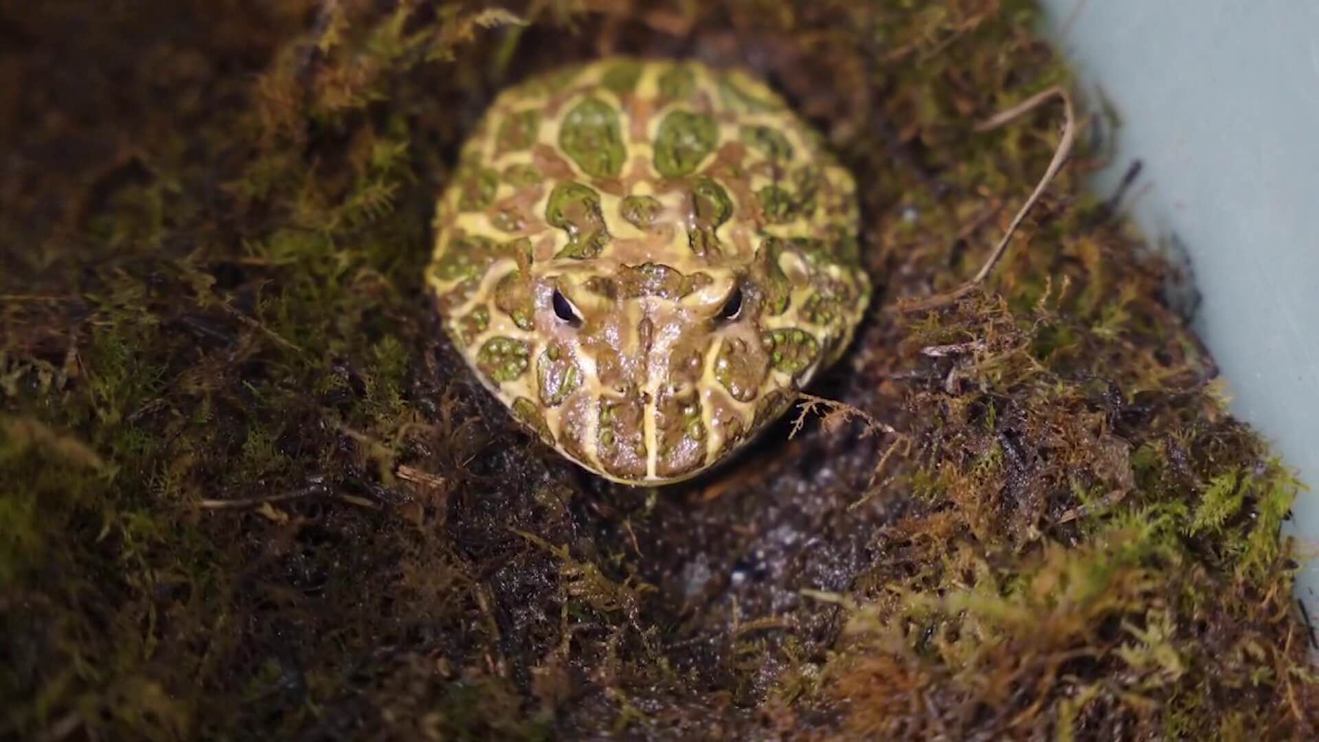 San Antonio de Prado: recuperadas especies en peligro de extinción