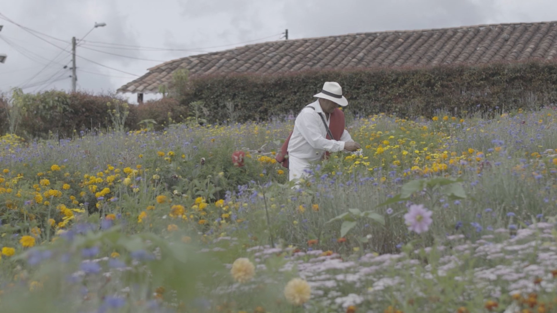 Floricultores buscan trabajadores