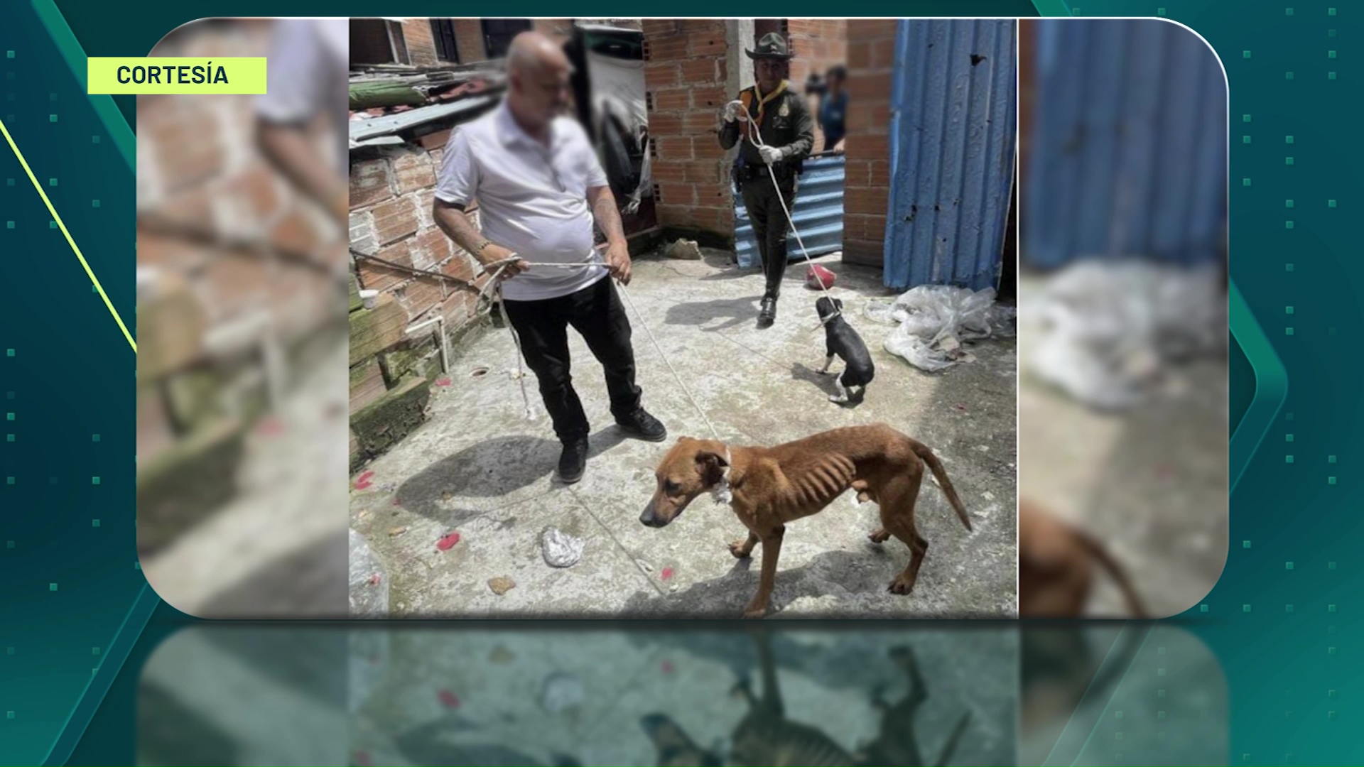 Sigue el maltrato contra los animales