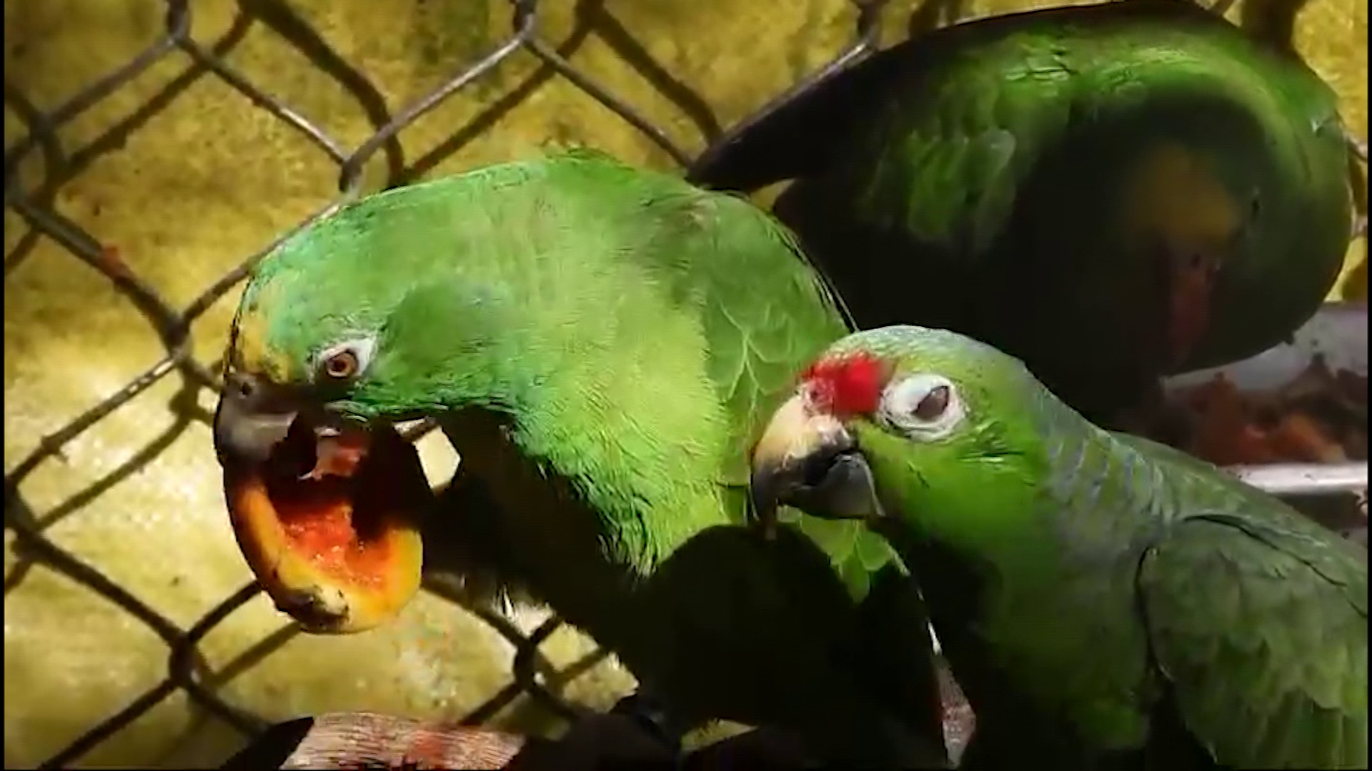 Aumenta el tráfico de fauna silvestre