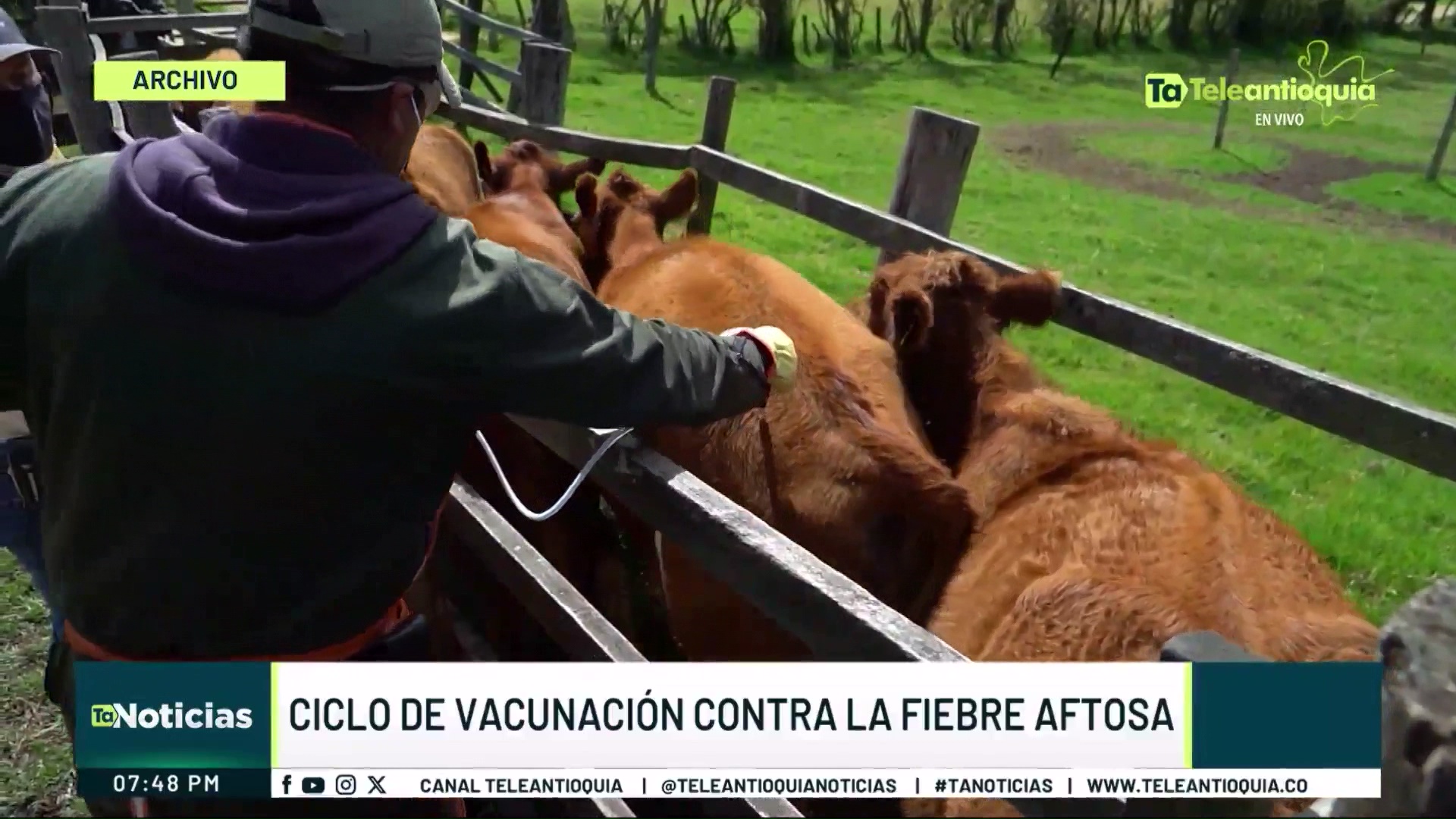 Ciclo de vacunación contra la fiebre aftosa