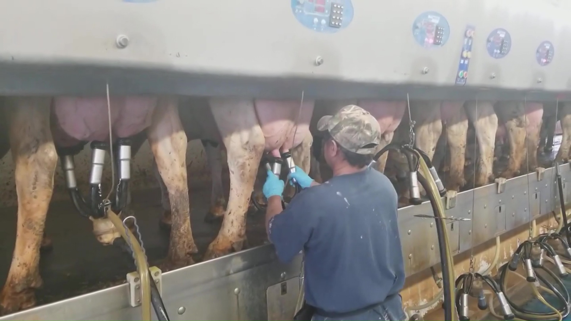 Acciones para evitar que la leche se pierda