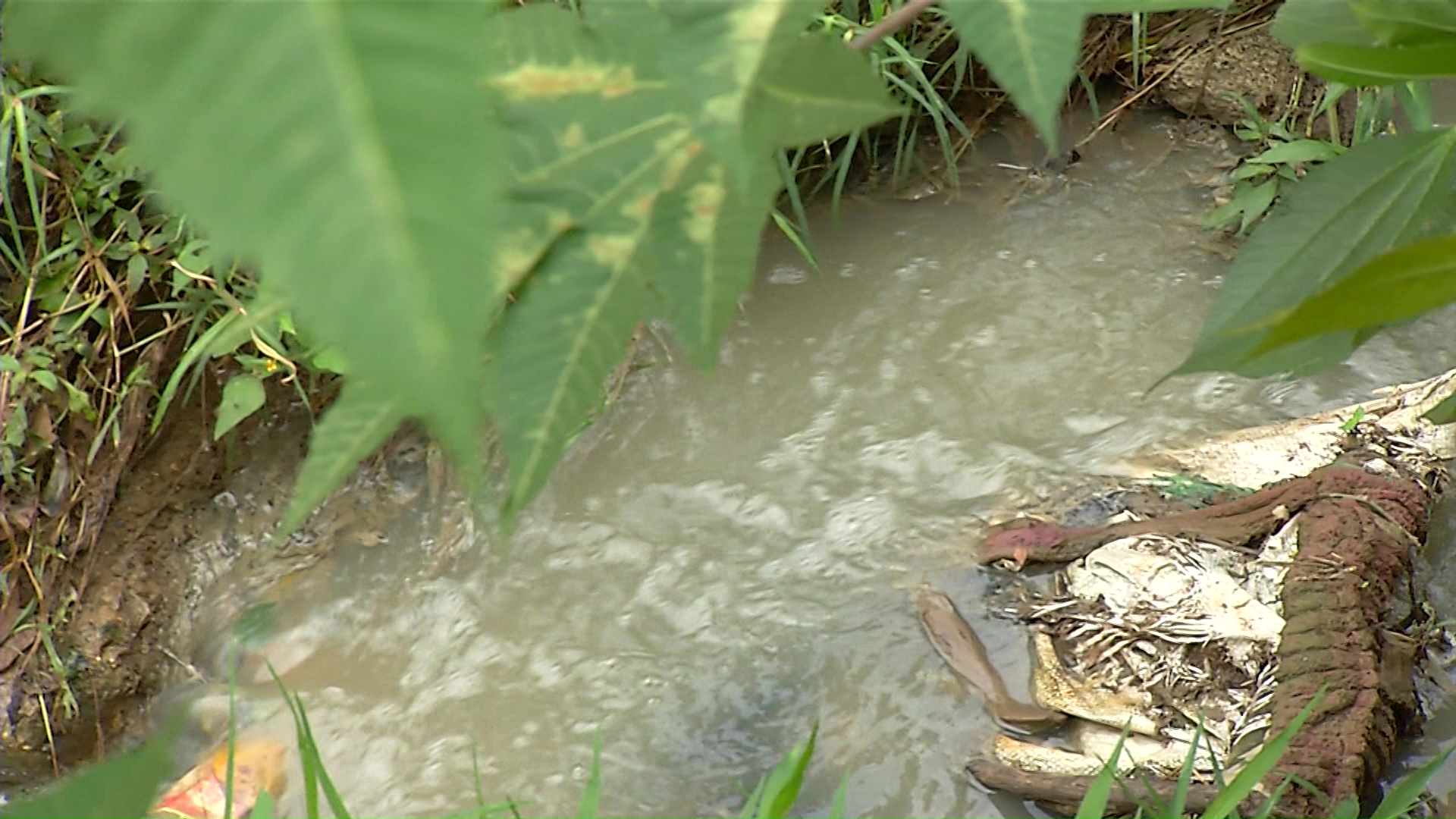 Denuncian vertimientos contaminantes en caño de Bello