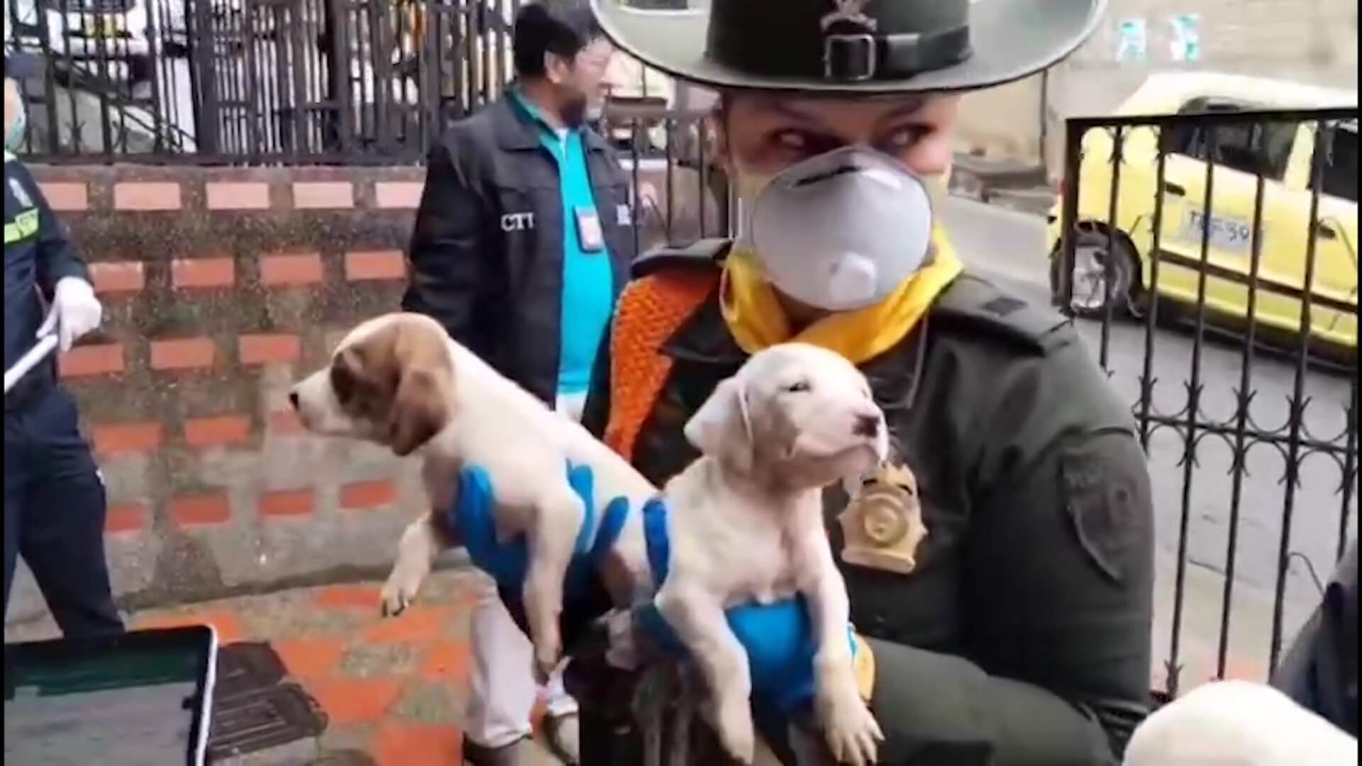 546 casos de maltrato animal en 2024