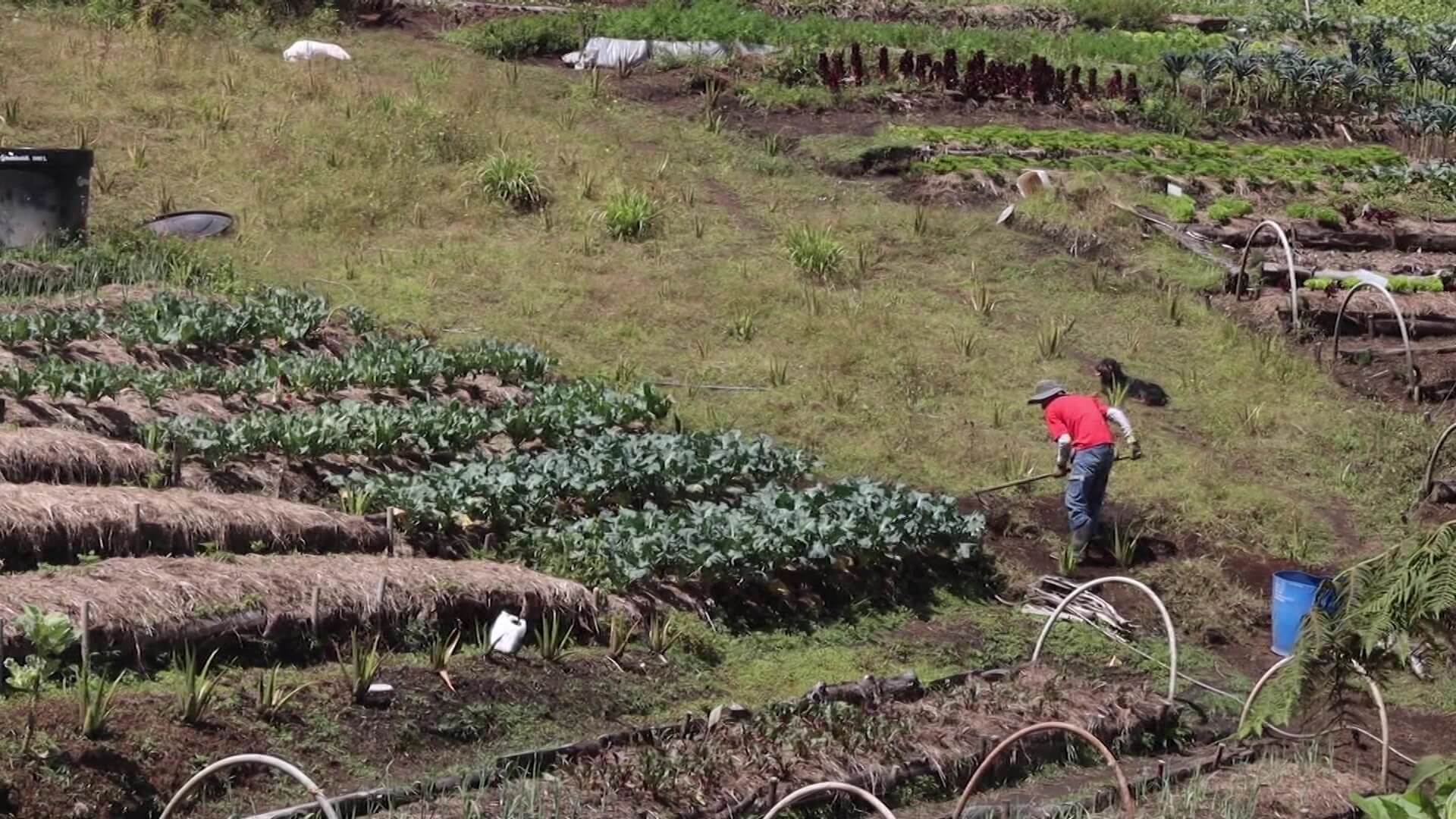 Aprueban Plan Departamental de Extensión Agropecuaria