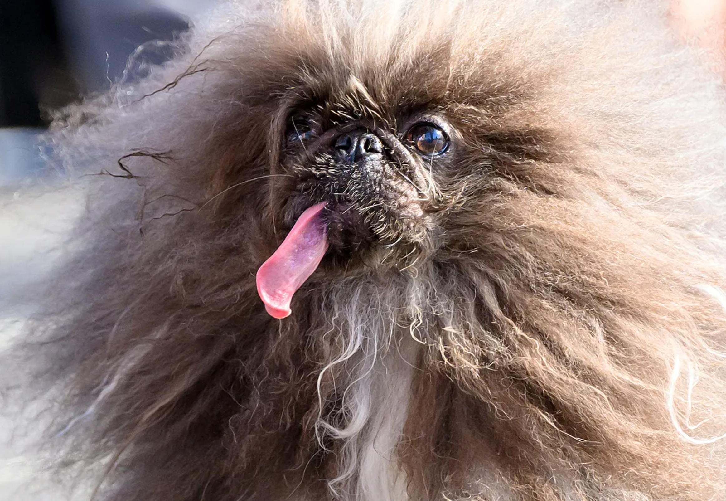 Wild Thang: El perro más feo del mundo
