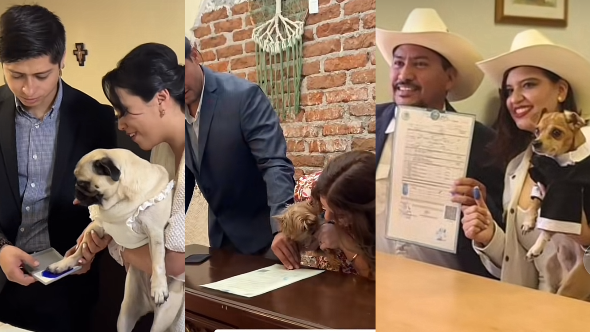 ¡Tu mascota como testigo de tu boda!