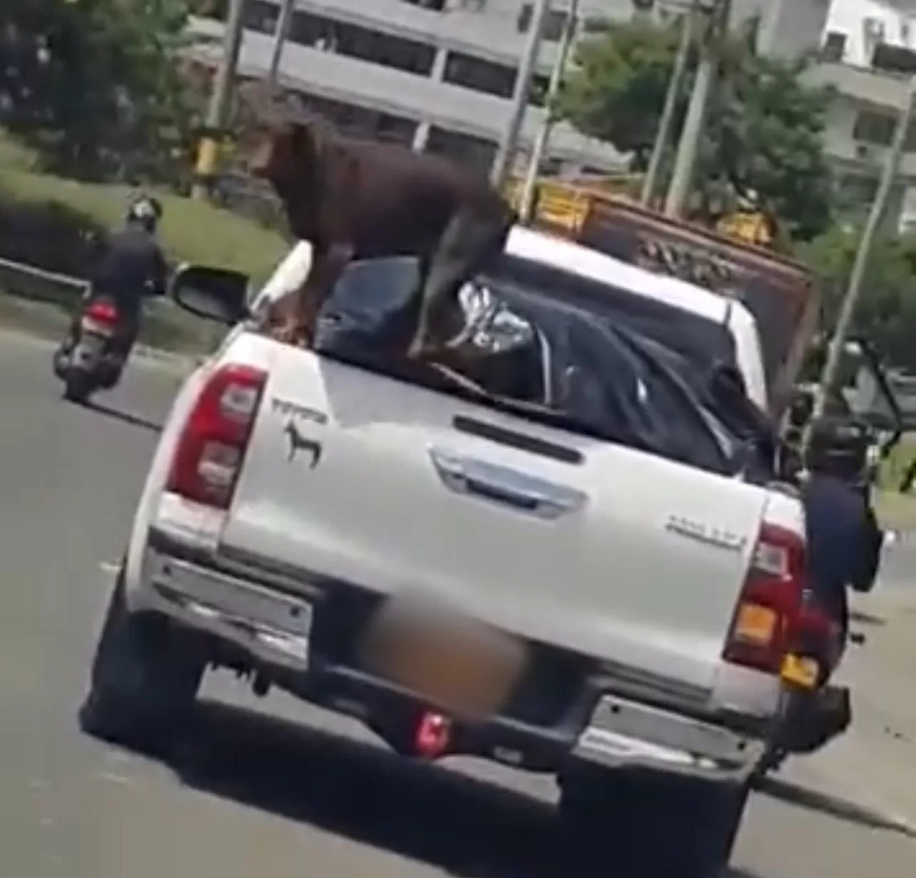Ciudadanos denuncian maltrato animal en Girardota