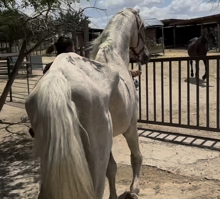 “Leño” el caballo que conmovió a todos por su increíble reacción al llegar a un refugio.