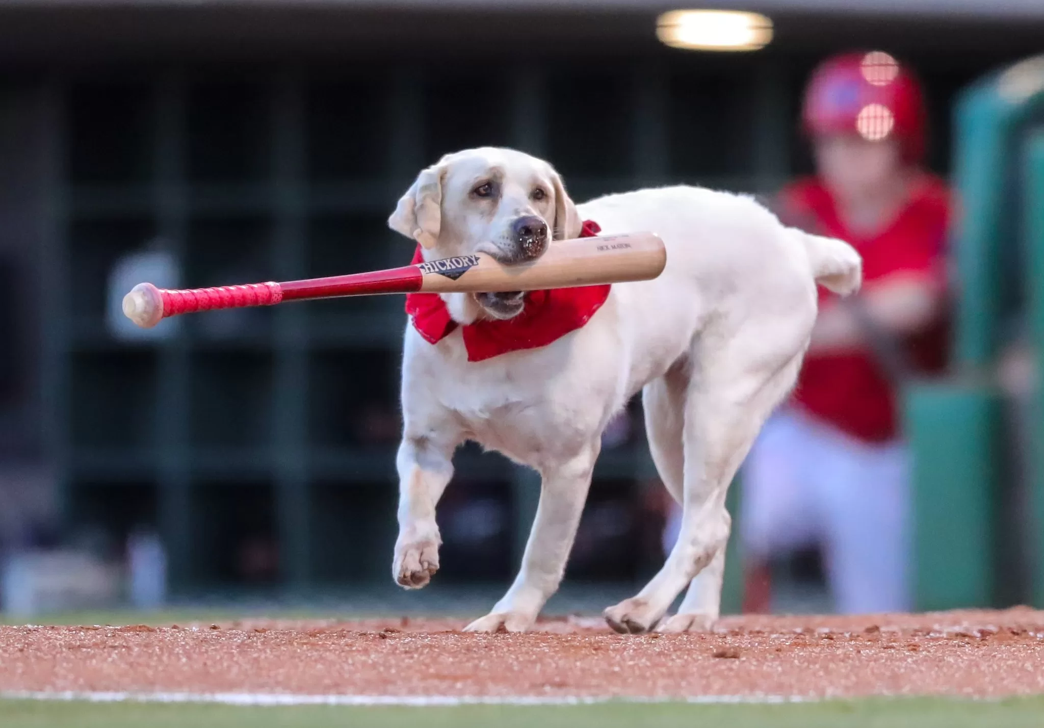 Layla, la perrita Bat Dog de los Clearwater Threshers, se jubila a los 13 años