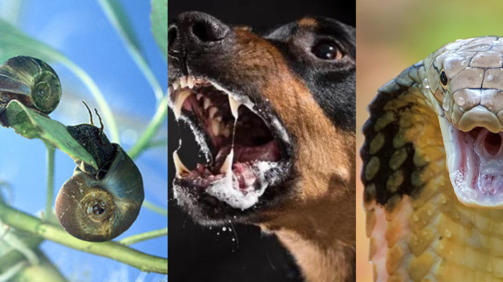 Descubre cuáles son los animales más letales del planeta y cómo sus interacciones con los humanos resultan en tragedia. Desde pequeños insectos hasta imponentes mamíferos, conoce a los 5 animales que encabezan la lista de muertes anuales.