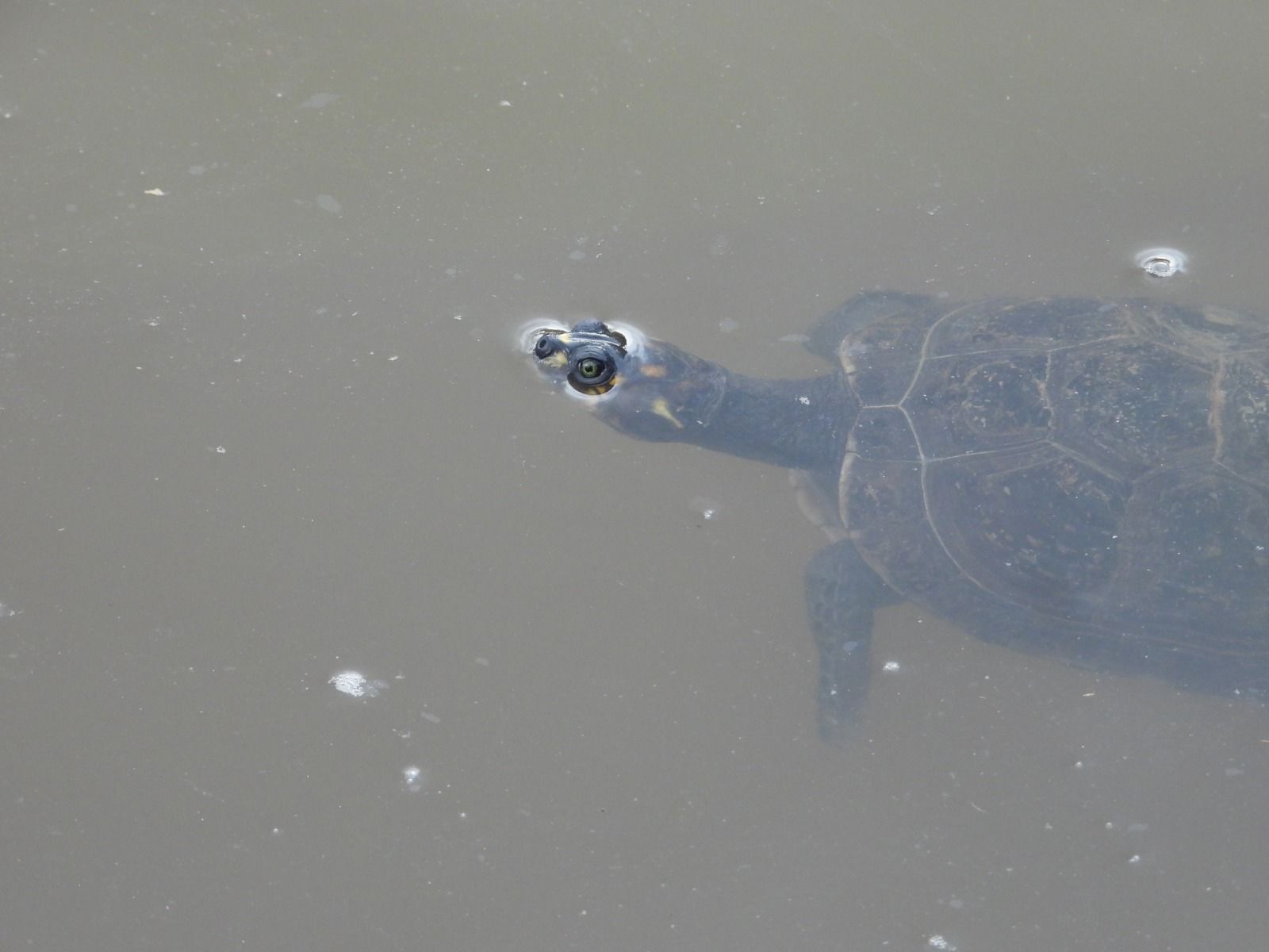 162 tortugas brasileras regresaron a su hábitat natural