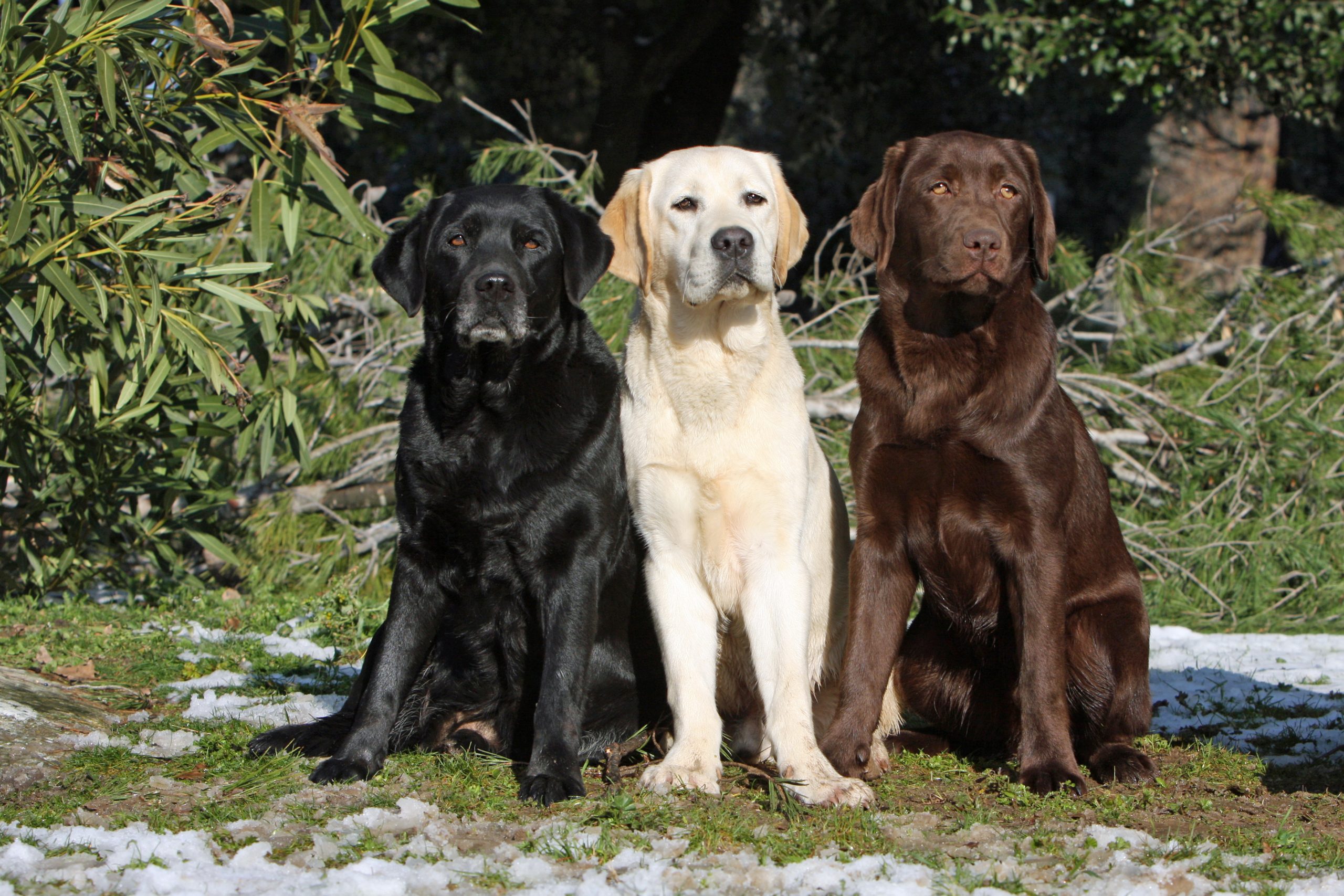 Las tres razas de perros más populares en Colombia