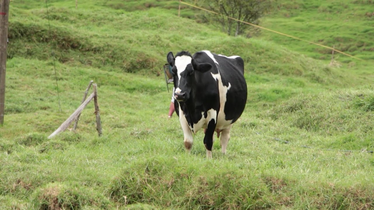 Crisis láctea: grandes procesadoras reducen compra de leche en un 45 %
