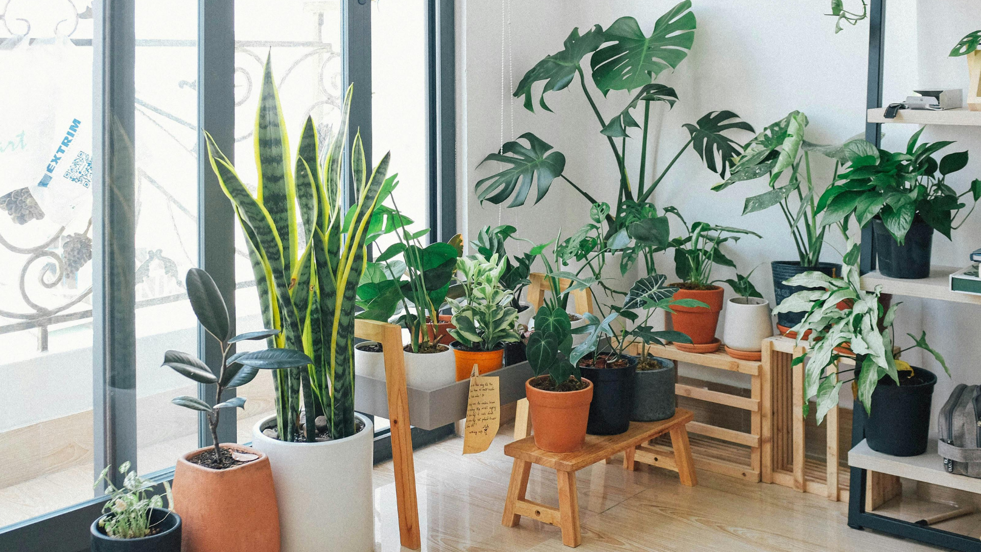 Los 5 errores más comunes que cometes con tus plantas