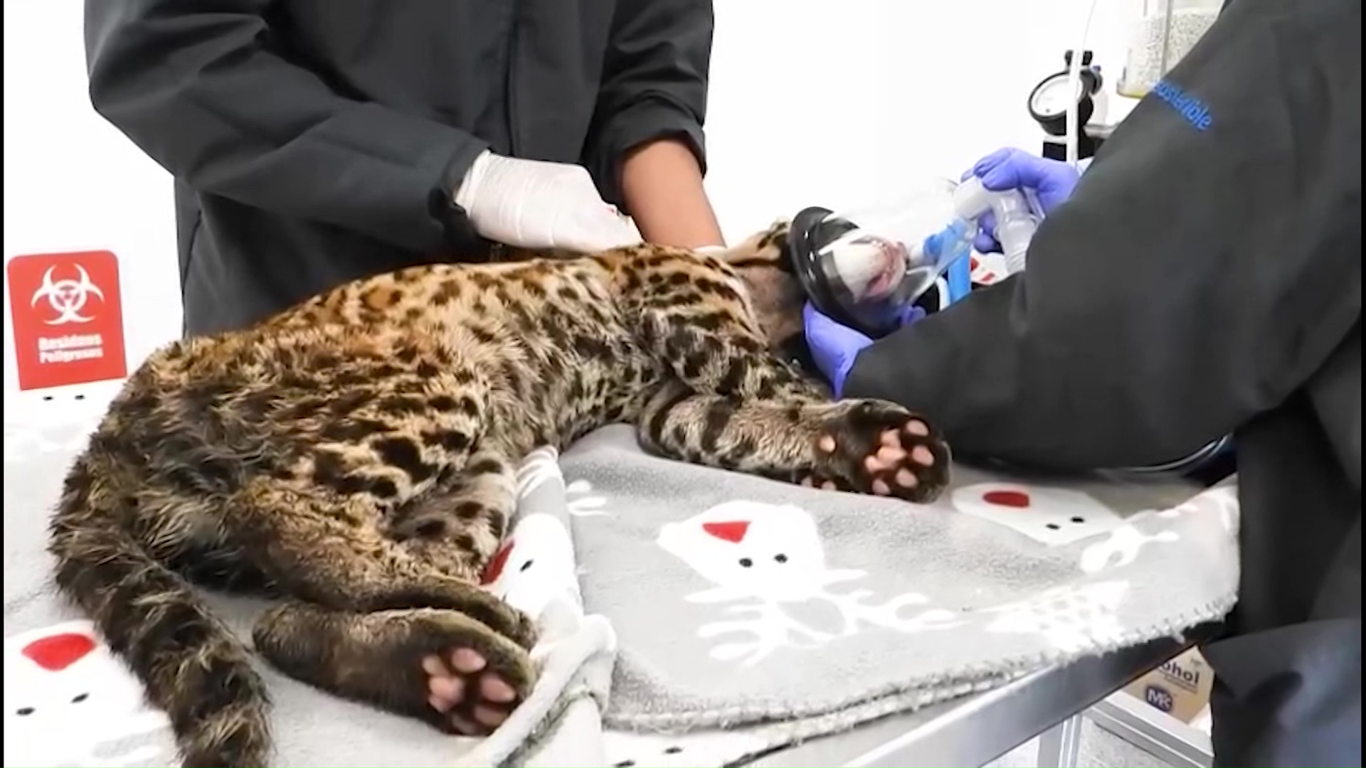 Encontraron ocelote amarrado en un costal