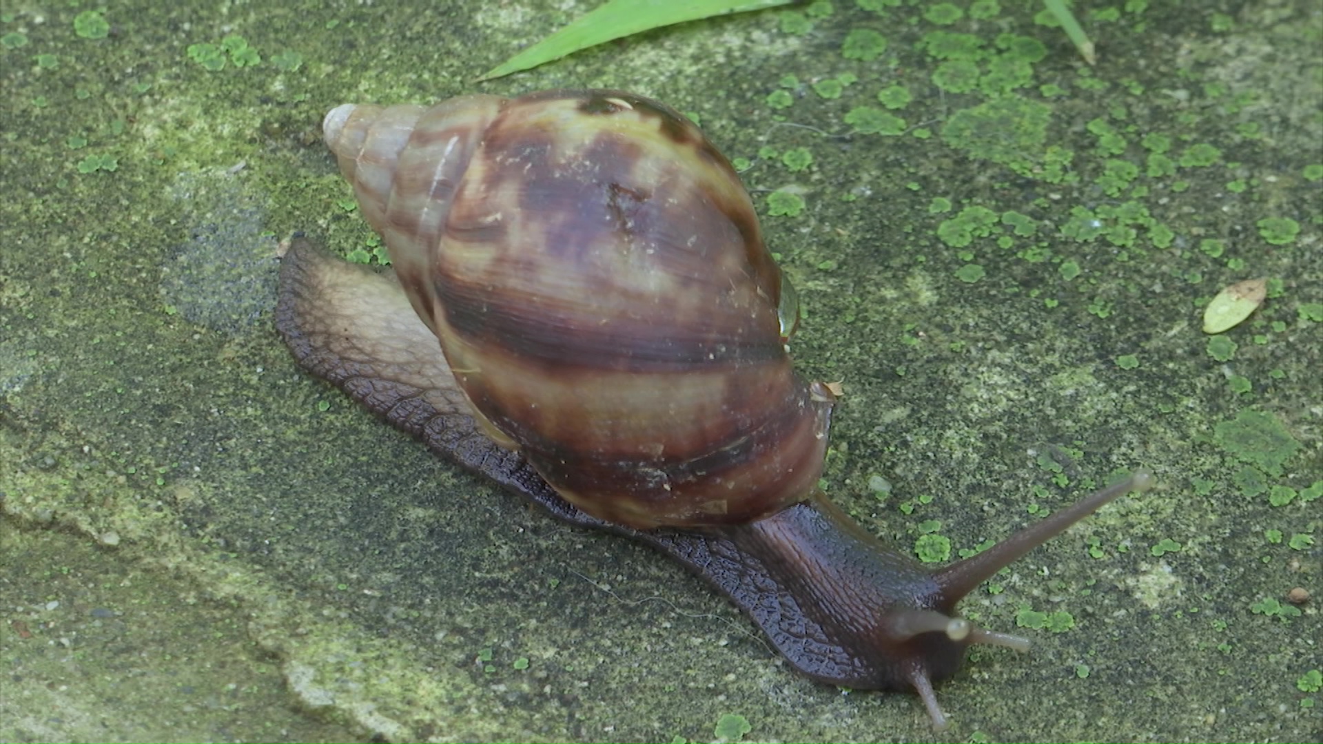 Caracol africano en diez municipios
