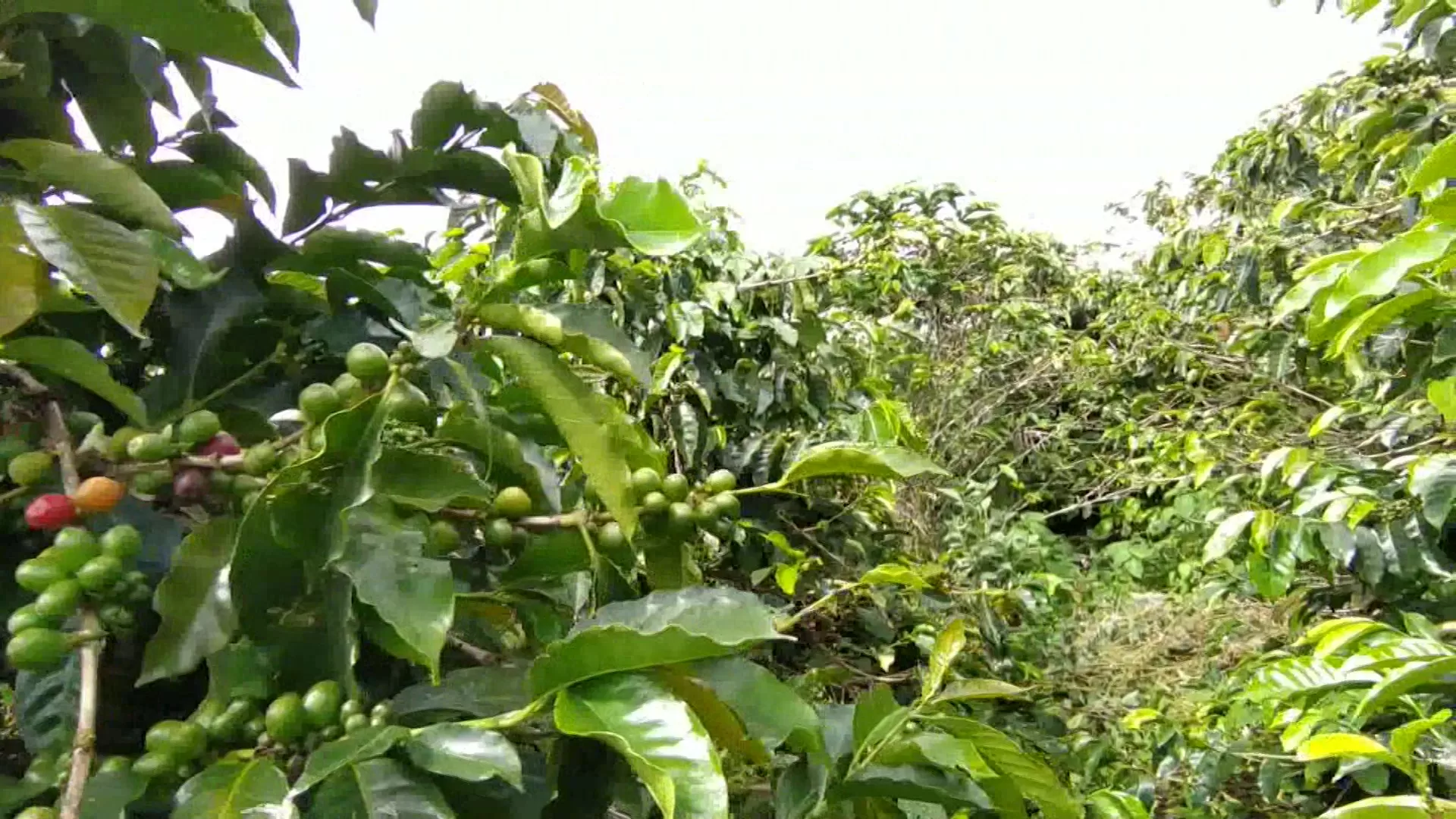 Siguen caros los insumos para cafeteros