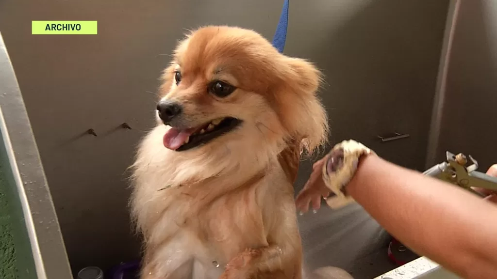 ¿Cuánto cuesta mantener una mascota?