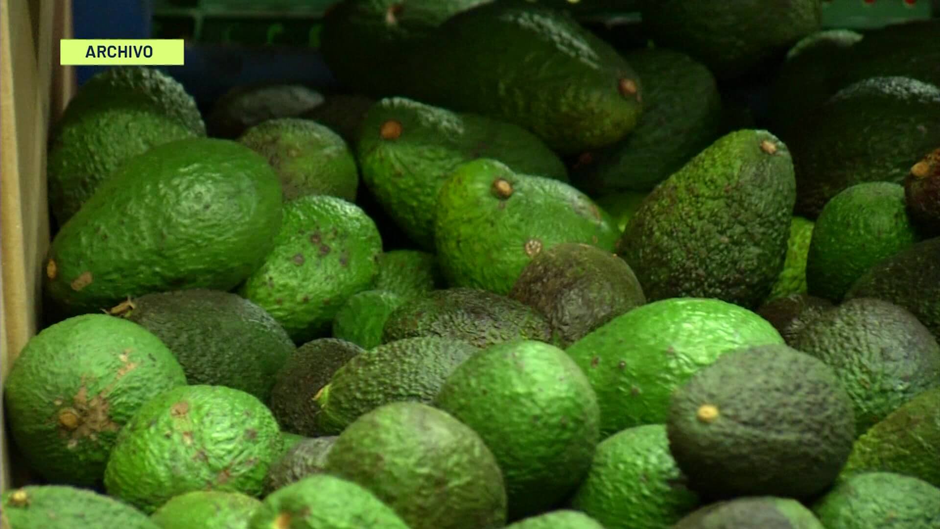 Antioquia: aumentan exportaciones de aguacate Hass