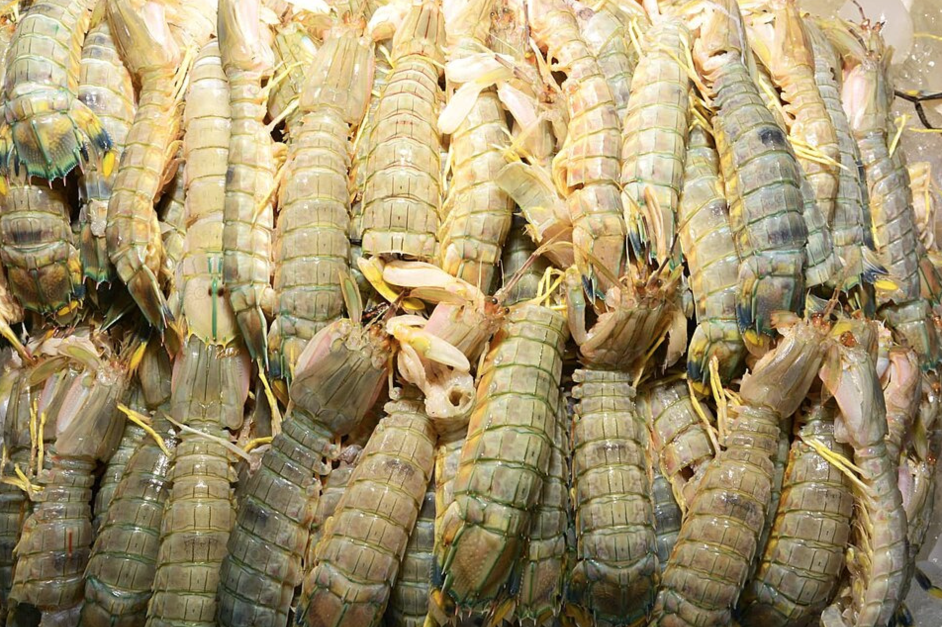 Imagen de referencia camarones mantis. Foto: pngtree