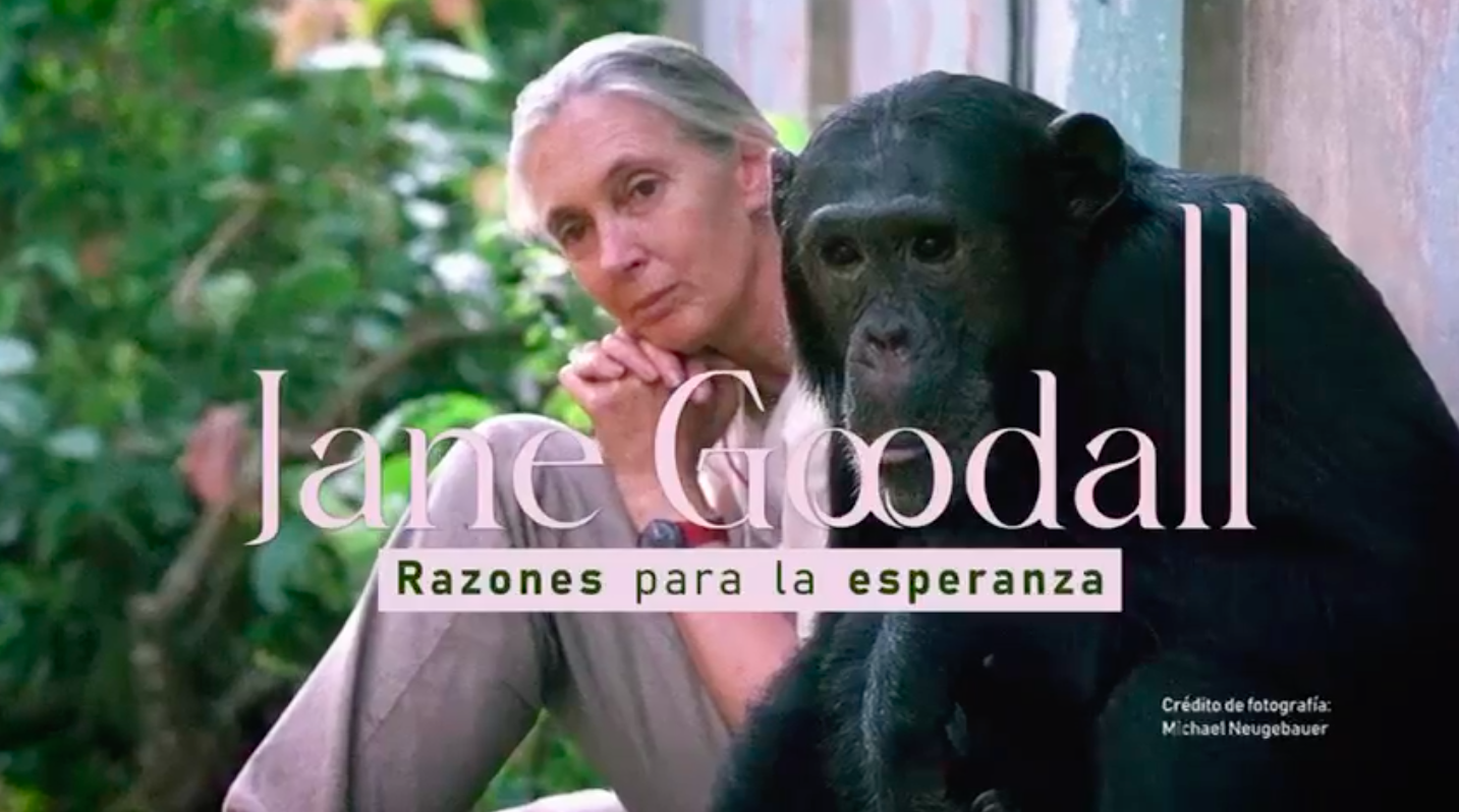 Jane Goodall trae a Medellín su mensaje de esperanza y acción ambiental y será transmitido por Teleantioquia