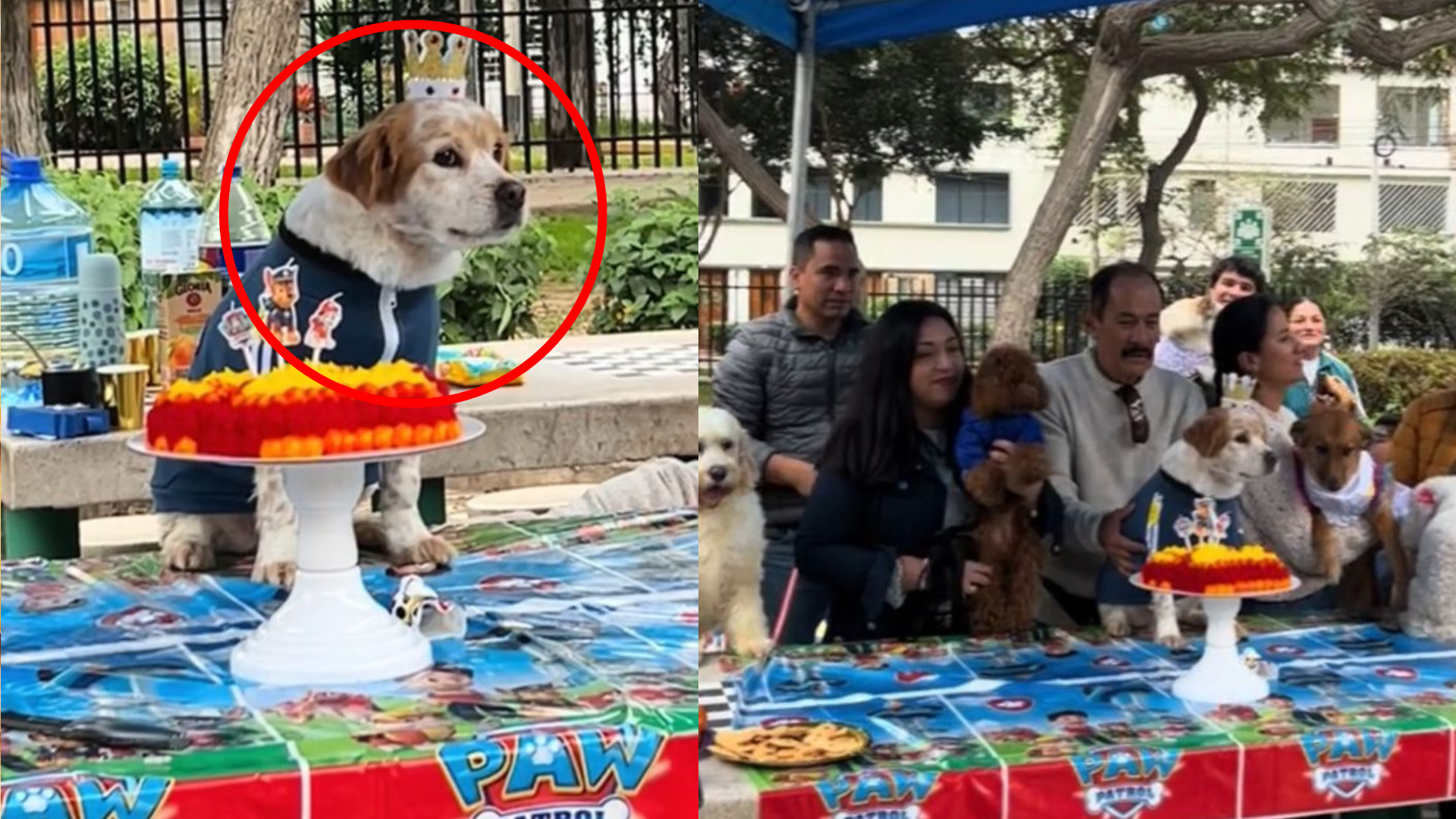 Perrito se vuelve el rey de TikTok con su espectacular fiesta de cumpleaños