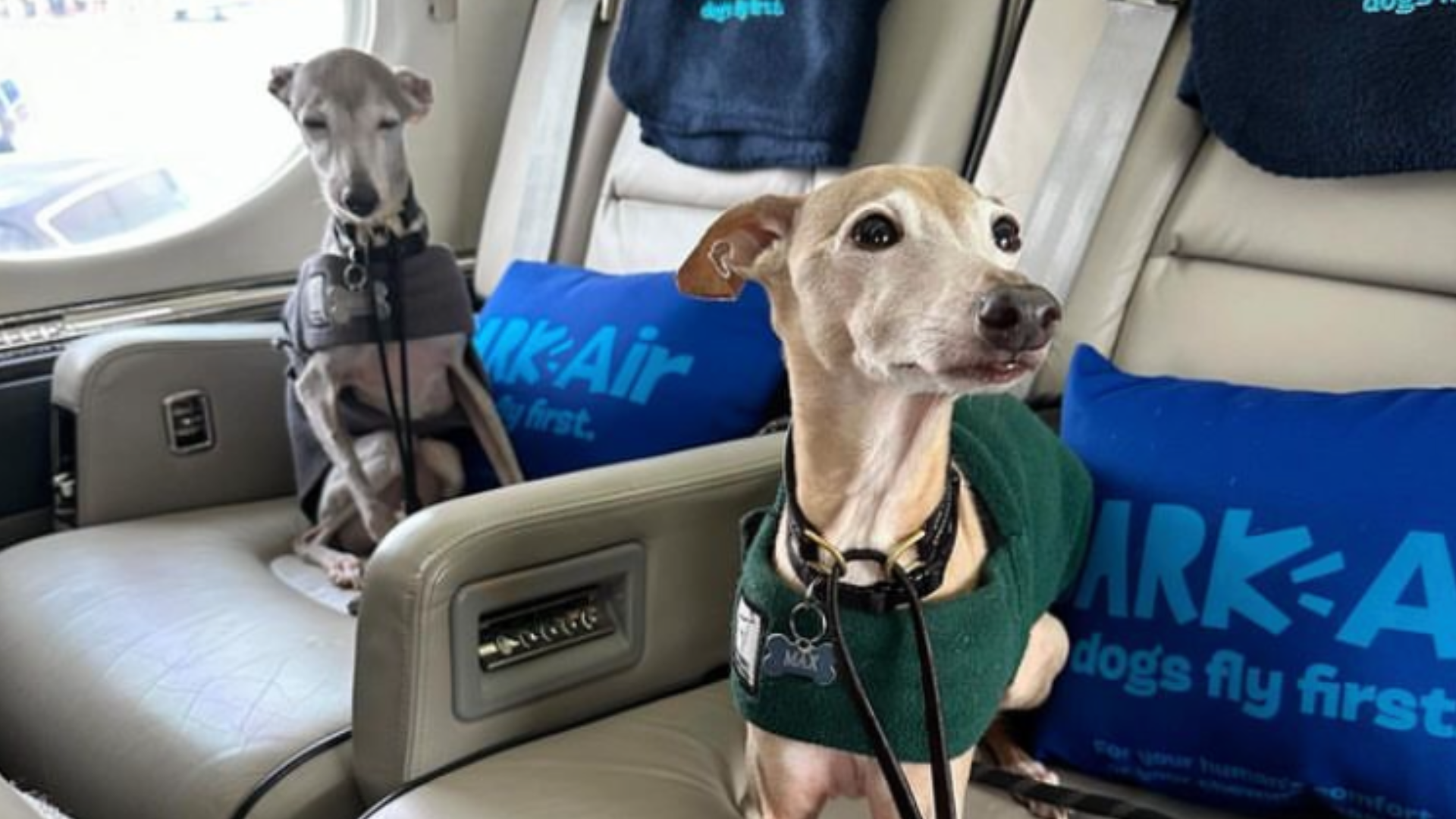 Esto es lo que cuesta viajar con tu peludito en Bark Air: la primera aerolínea para perros