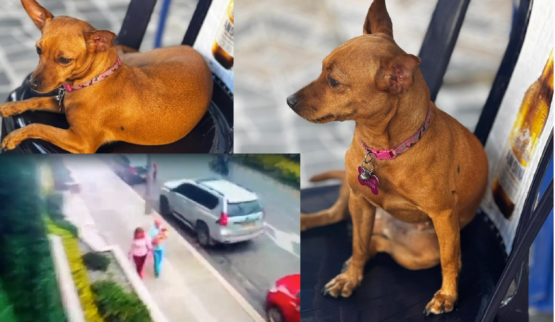 Desaparece perrita del barrio Laureles de Medellín