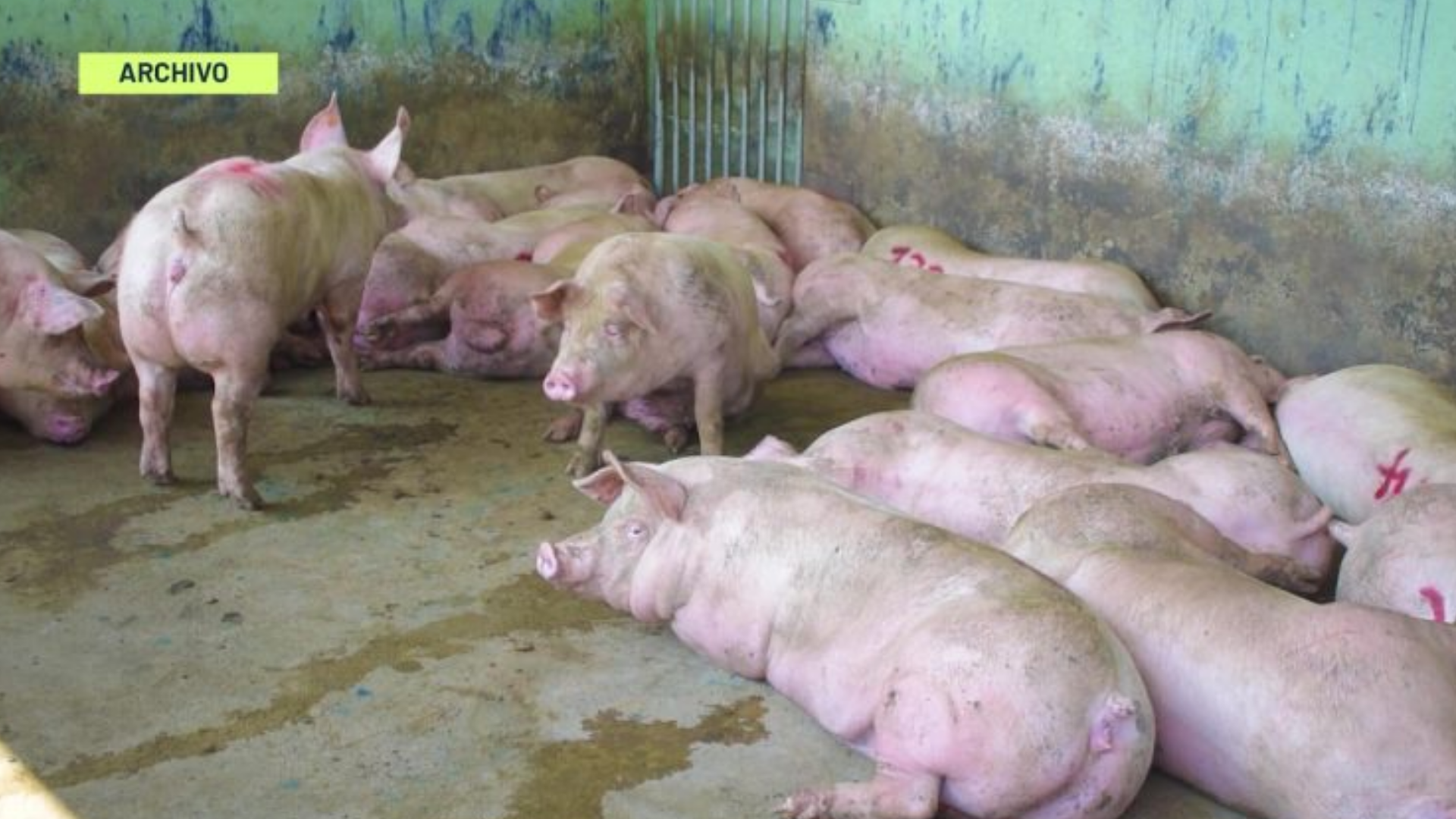 20 cerdos mueren por día en traslado a las centrales de Antioquia