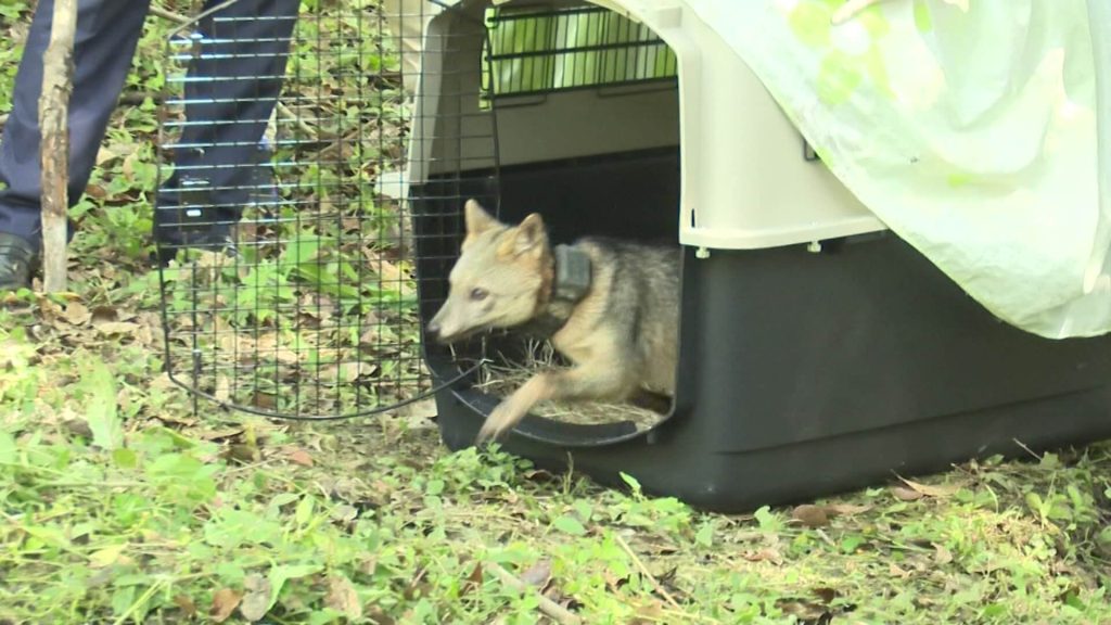 Liberan fauna silvestre en Medellín ardillas, aves y un zorro perro regresan al bosque