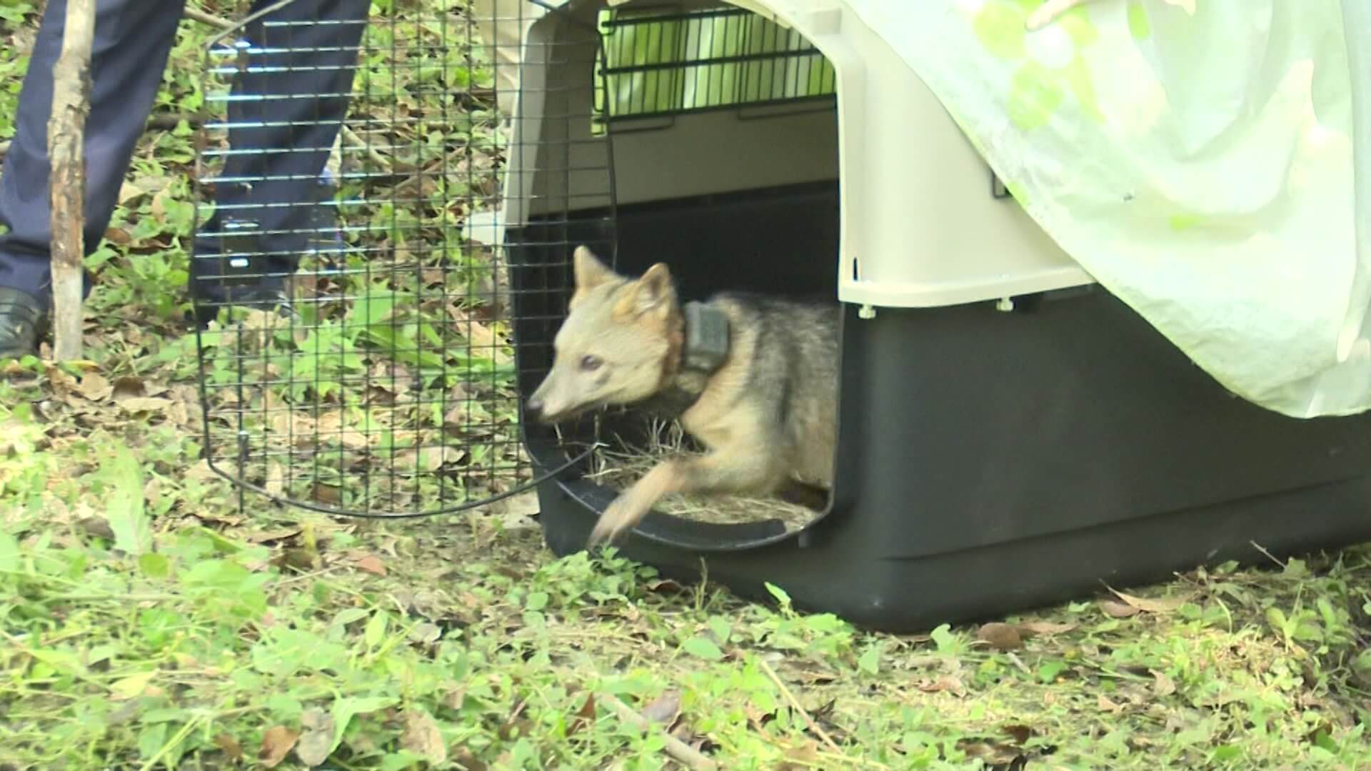 Liberan fauna silvestre en Medellín: ardillas, aves y un zorro perro regresan al bosque