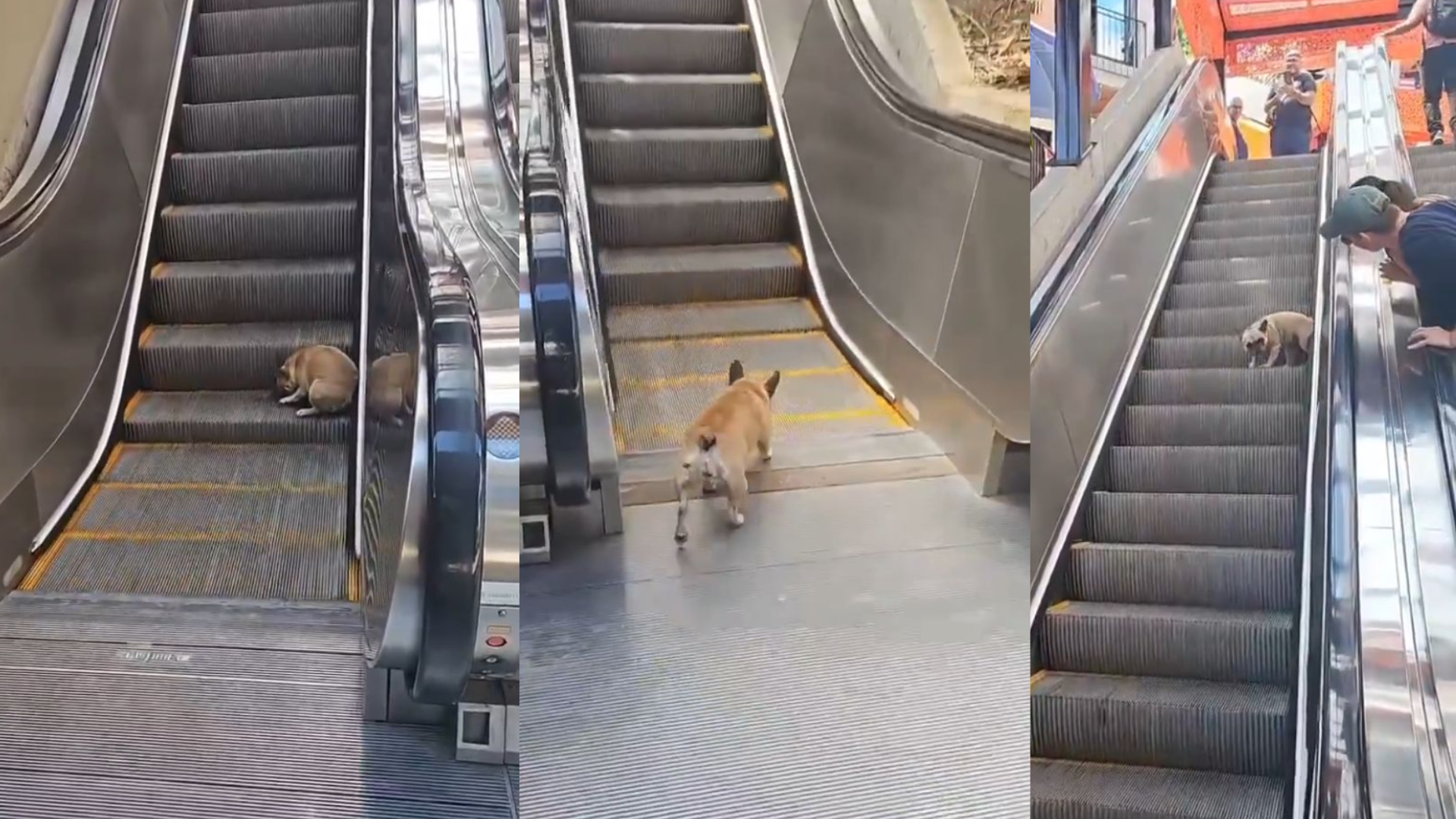 Video viral: adorable perrito descubre cómo funcionan las escaleras eléctricas