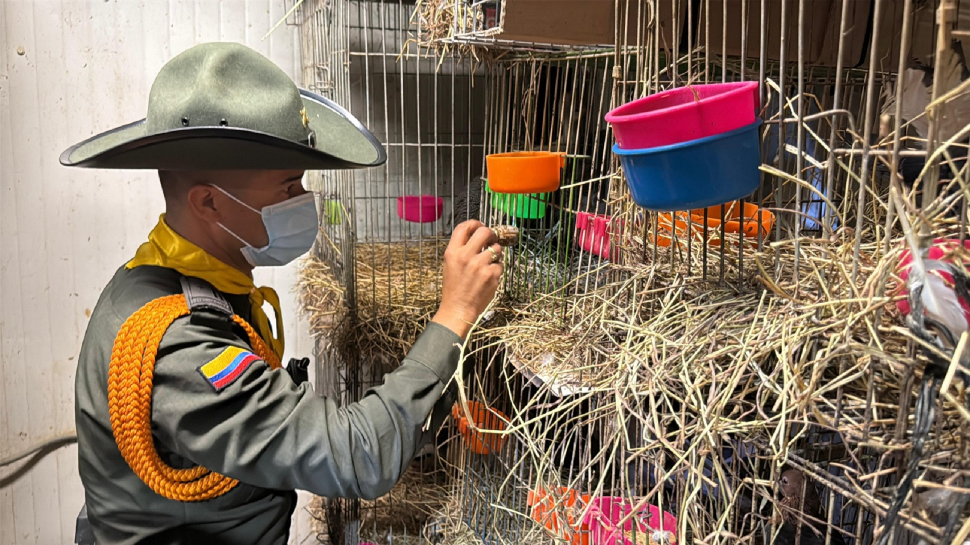 Así fue el rescate de 46 animales maltratados en la Plaza Minorista de Medellín
