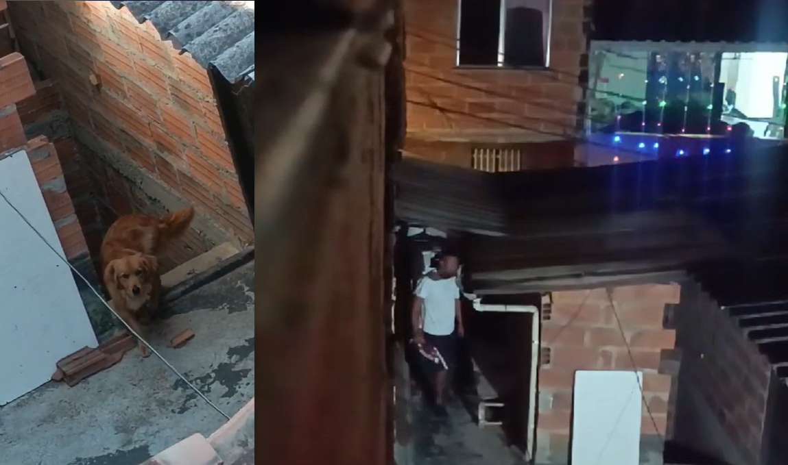 Video | Policía investigará al hombre que acusan de maltratar a perrita en Medellín