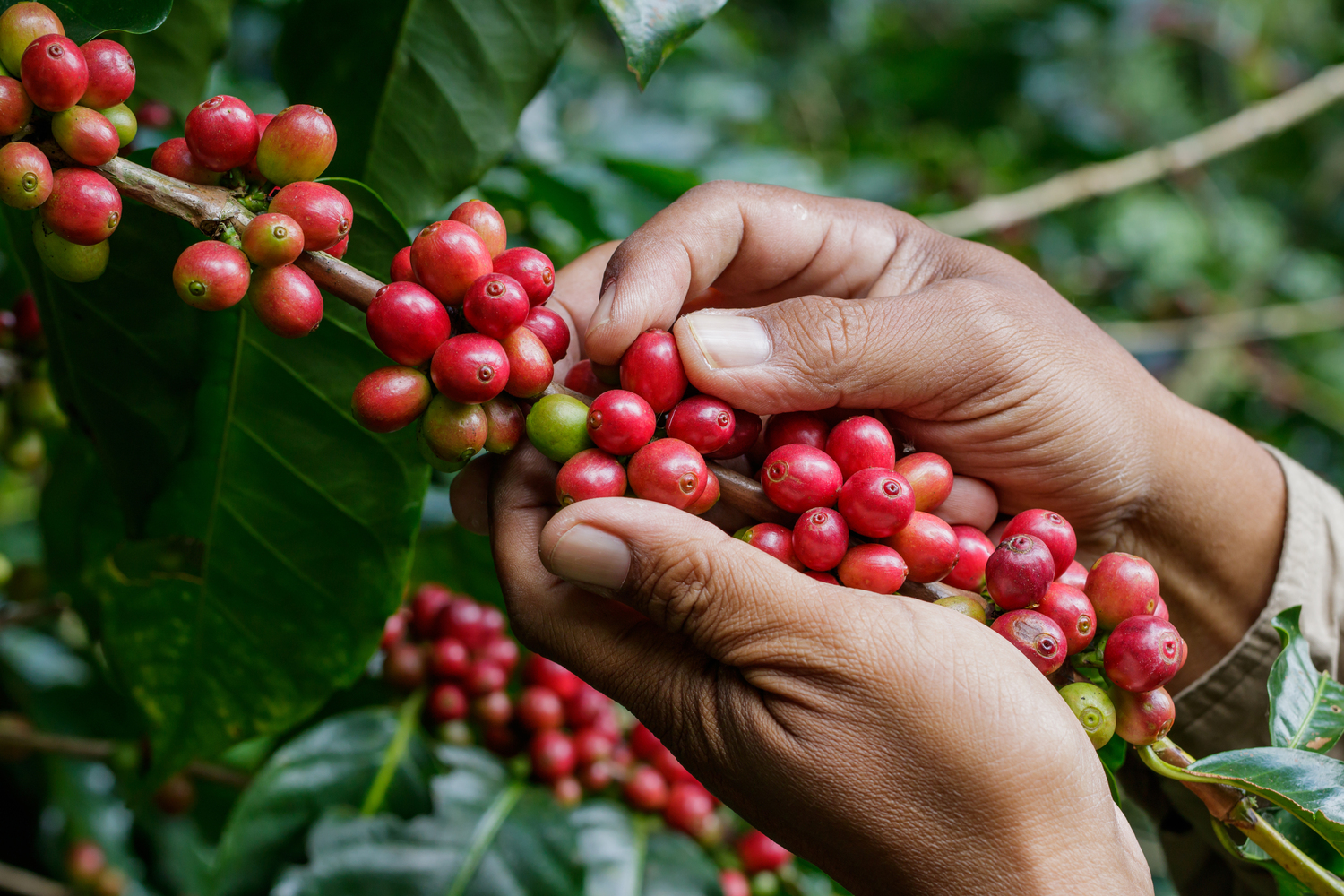El precio del café colombiano pasa por un momento histórico