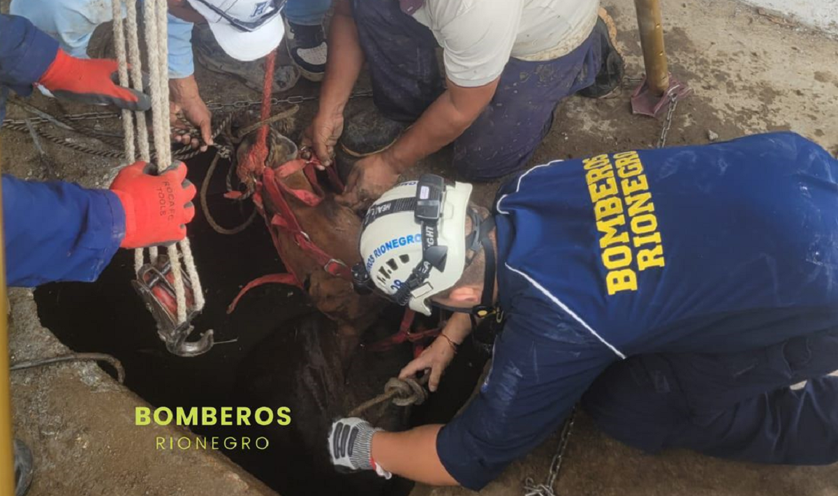 En imágenes | Así rescataron a caballo atrapado en un pozo en vereda de Rionegro
