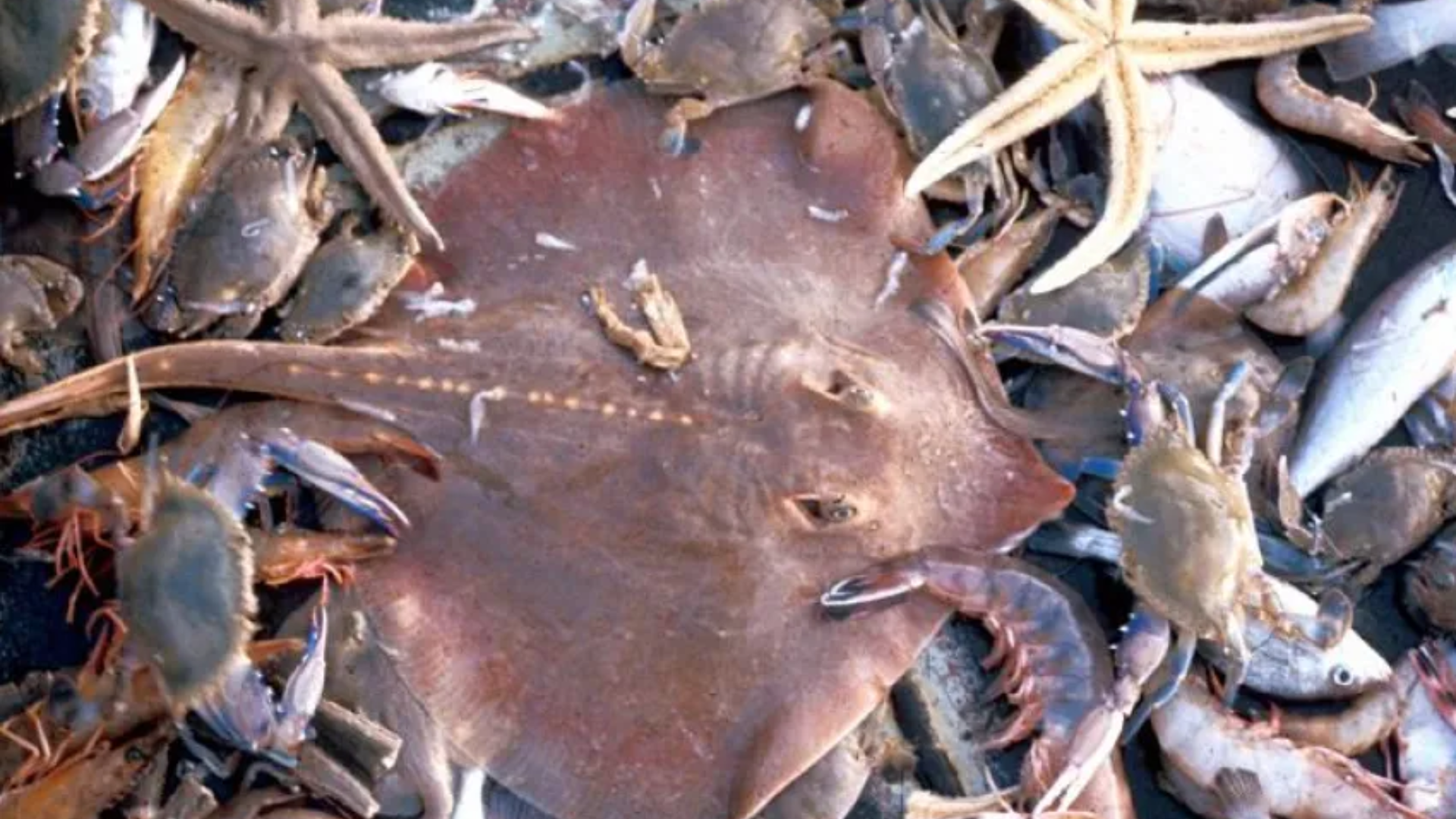 Pesca responsable: EE.UU. refuerza regulaciones y limita el bycatch