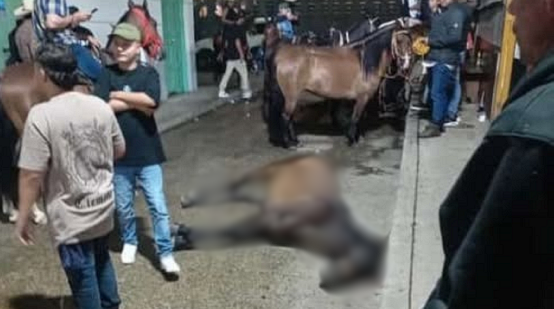 Caballo murió en cabalgata de Santo Domingo