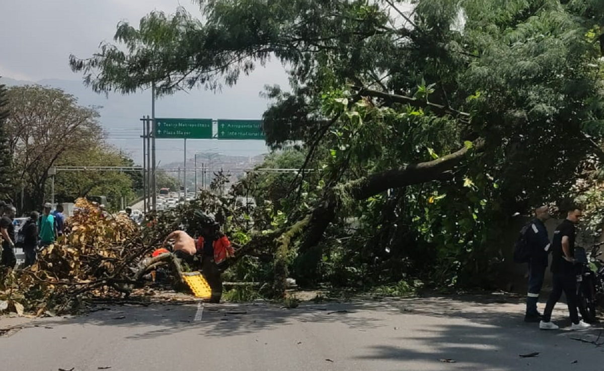 VIDEO | Caída de un árbol en avenida 33 de Medellín dejó cuatro personas heridas