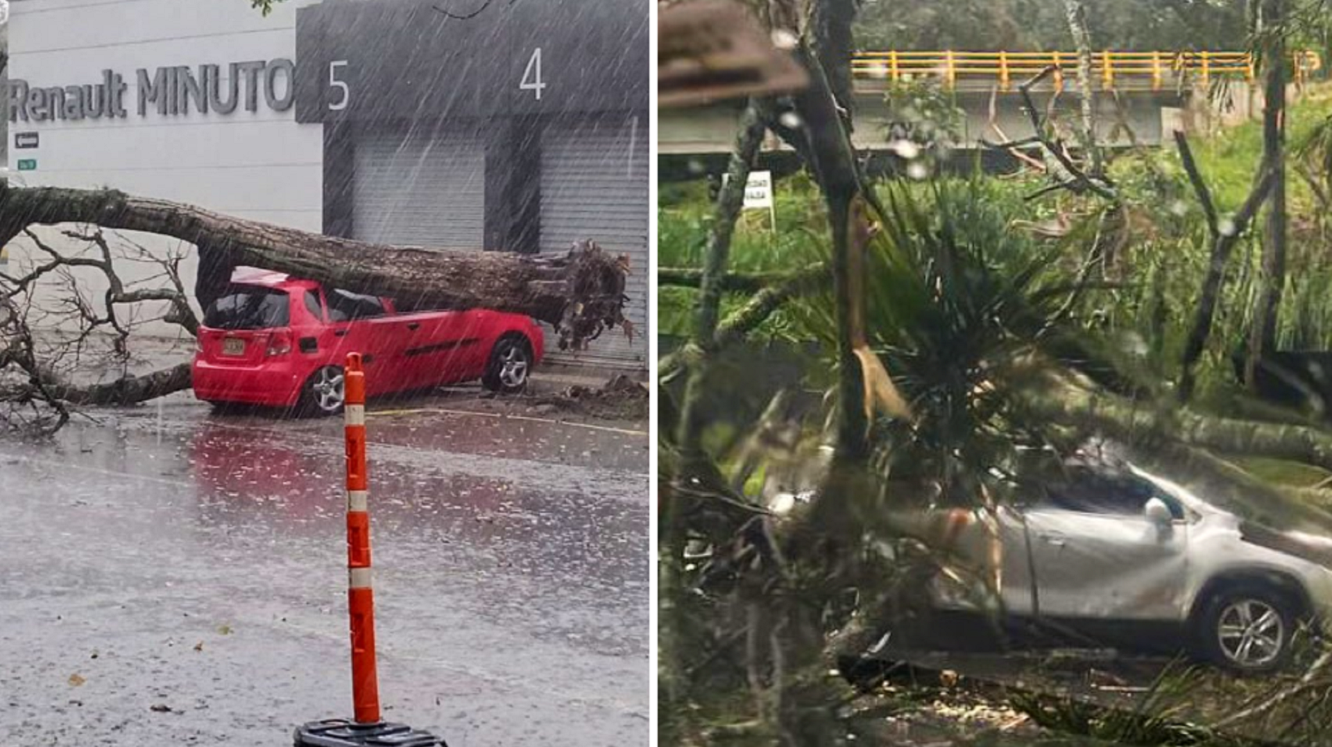 Lluvias provocan caída de más árboles en vías de Medellín; se registraron 22 emergencias