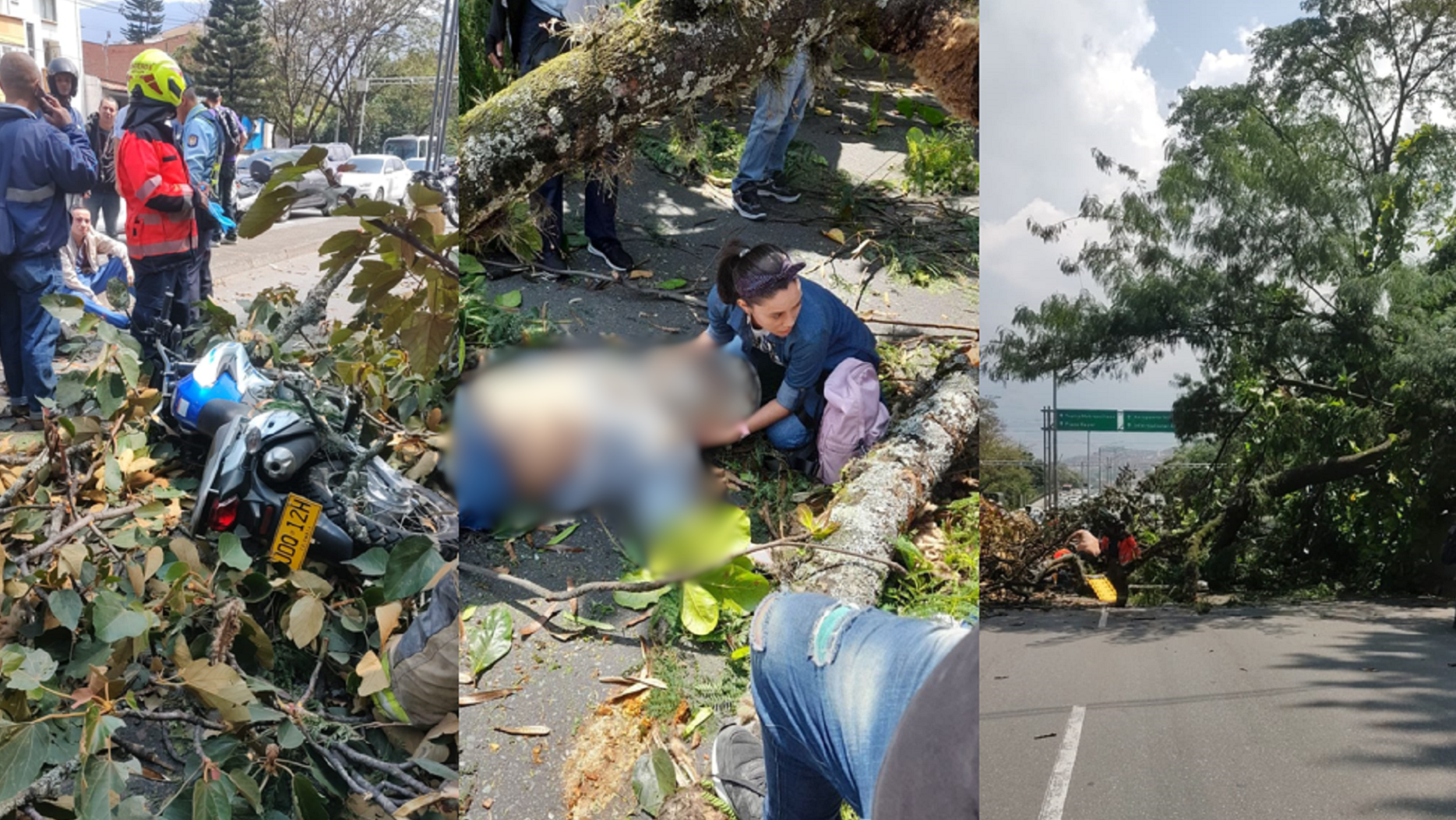 Talar un árbol enfermo en Medellín toma hasta 60 días; el que mató al policía en ‘la 33’ estaba en proceso