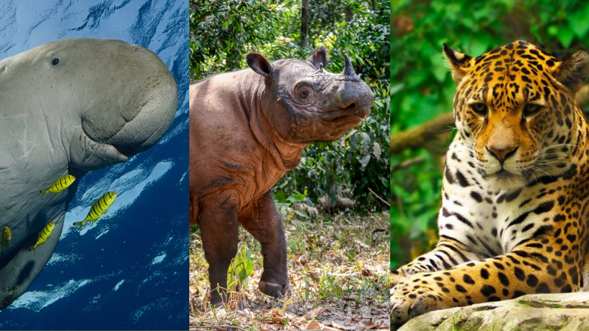 8 animales que estuvieron al borde de la extinción pero que todavía nos acompañan, ¿siguen en peligro?