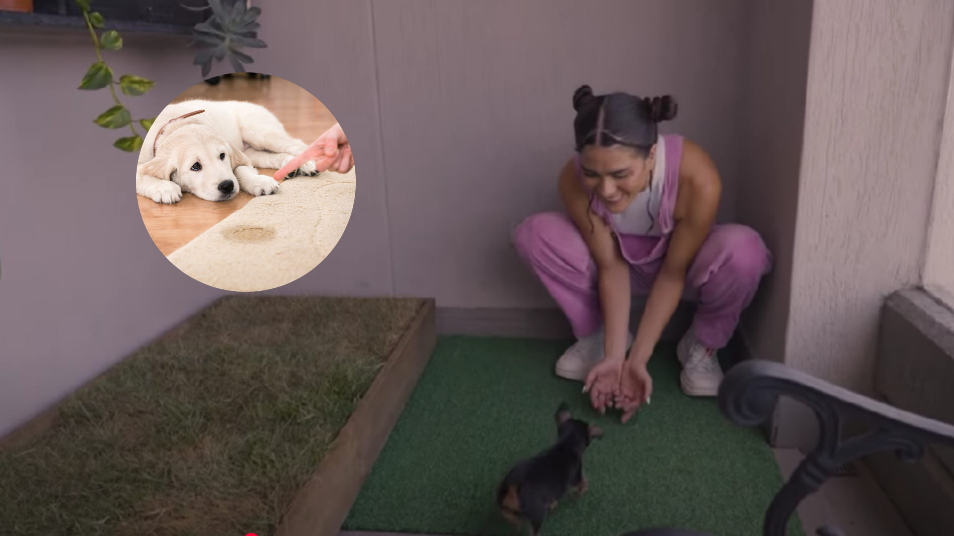 ¿Cómo hacer que tu cachorro orine en el lugar adecuado? Experta te da la guía definitiva