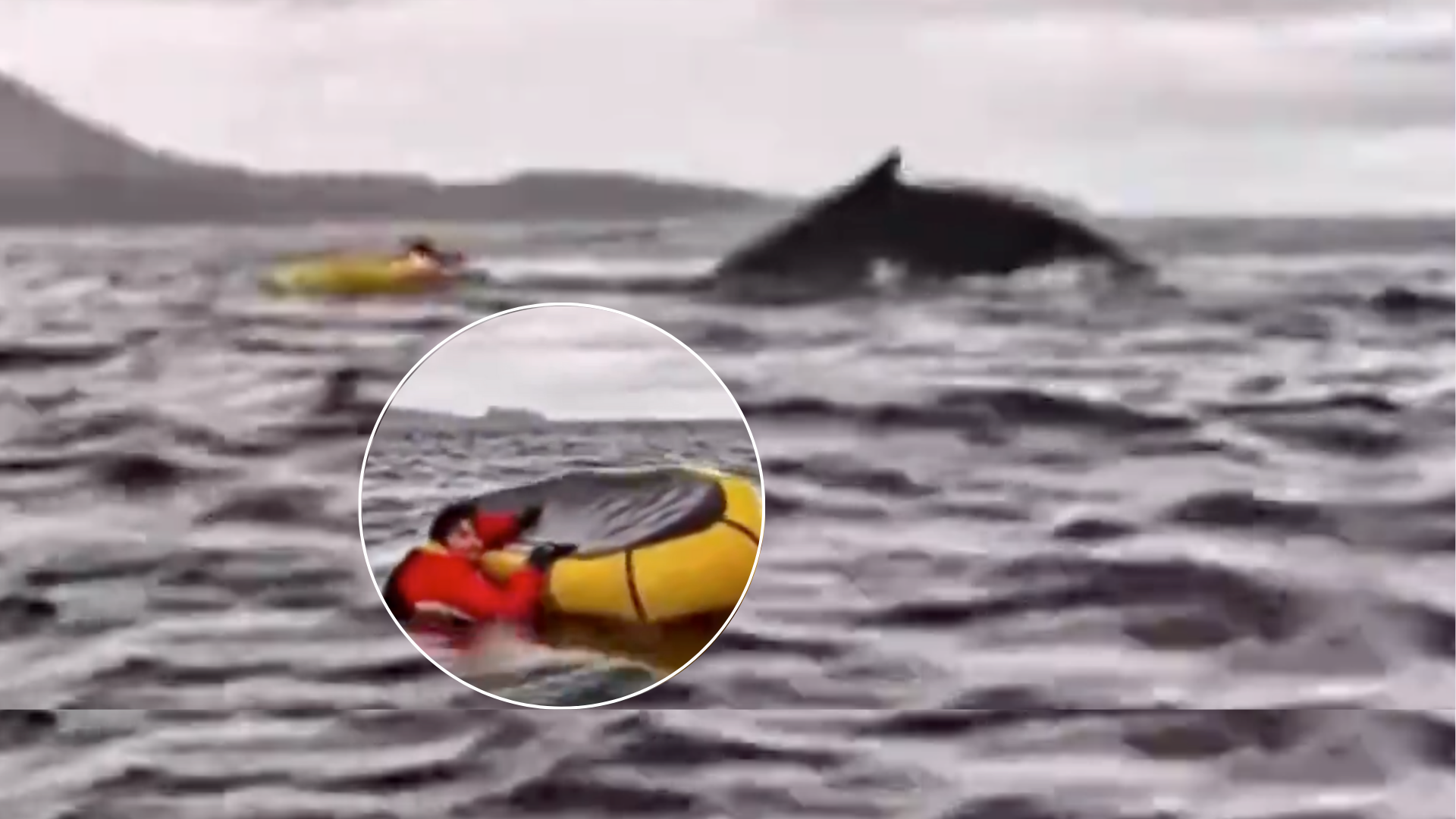 Video: joven fue tragado y escupido por una ballena en Chile