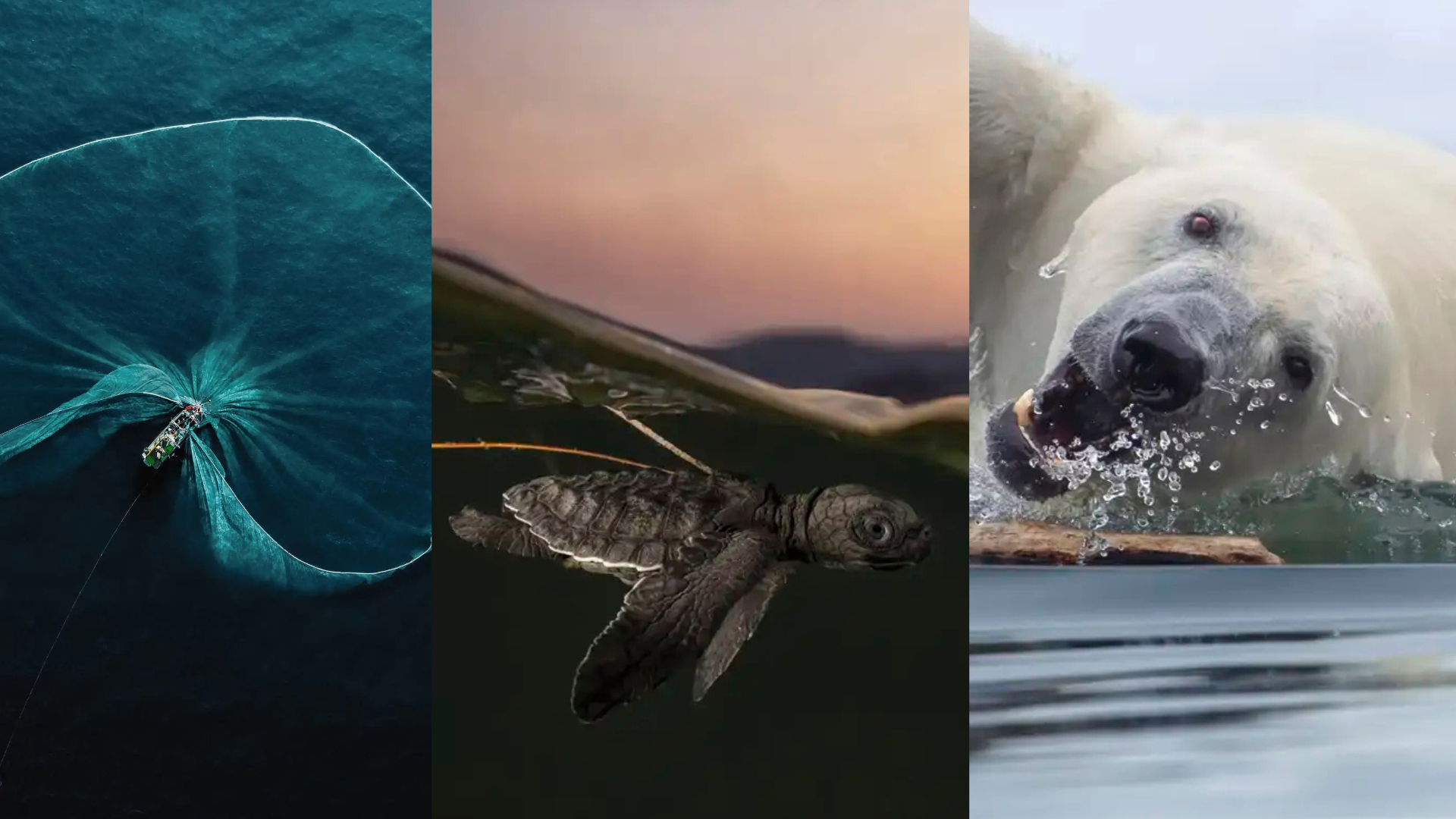 EN IMÁGENES | Estos fueron los ganadores a las mejores fotos de naturaleza del mundo en 2025