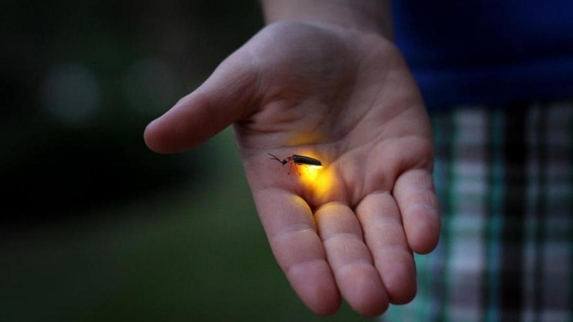 Las luciérnagas están en peligro de extinción debido a la pérdida de hábitat, la contaminación lumínica, los pesticidas y el cambio climático.