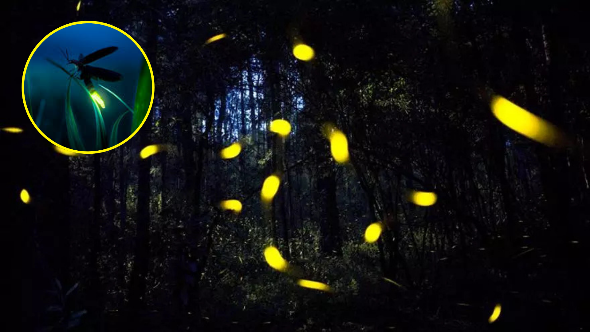 Más de 2.000 especies de luciérnagas están en peligro de extinguirse, estas serían las razones