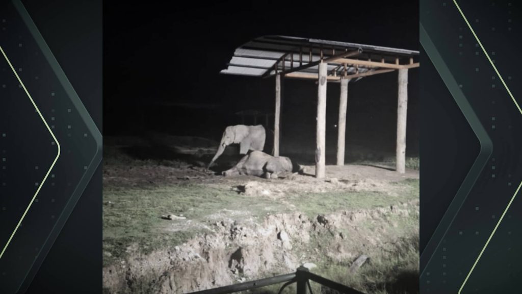 El elefante Zimbawe no quiere separarse de Rania